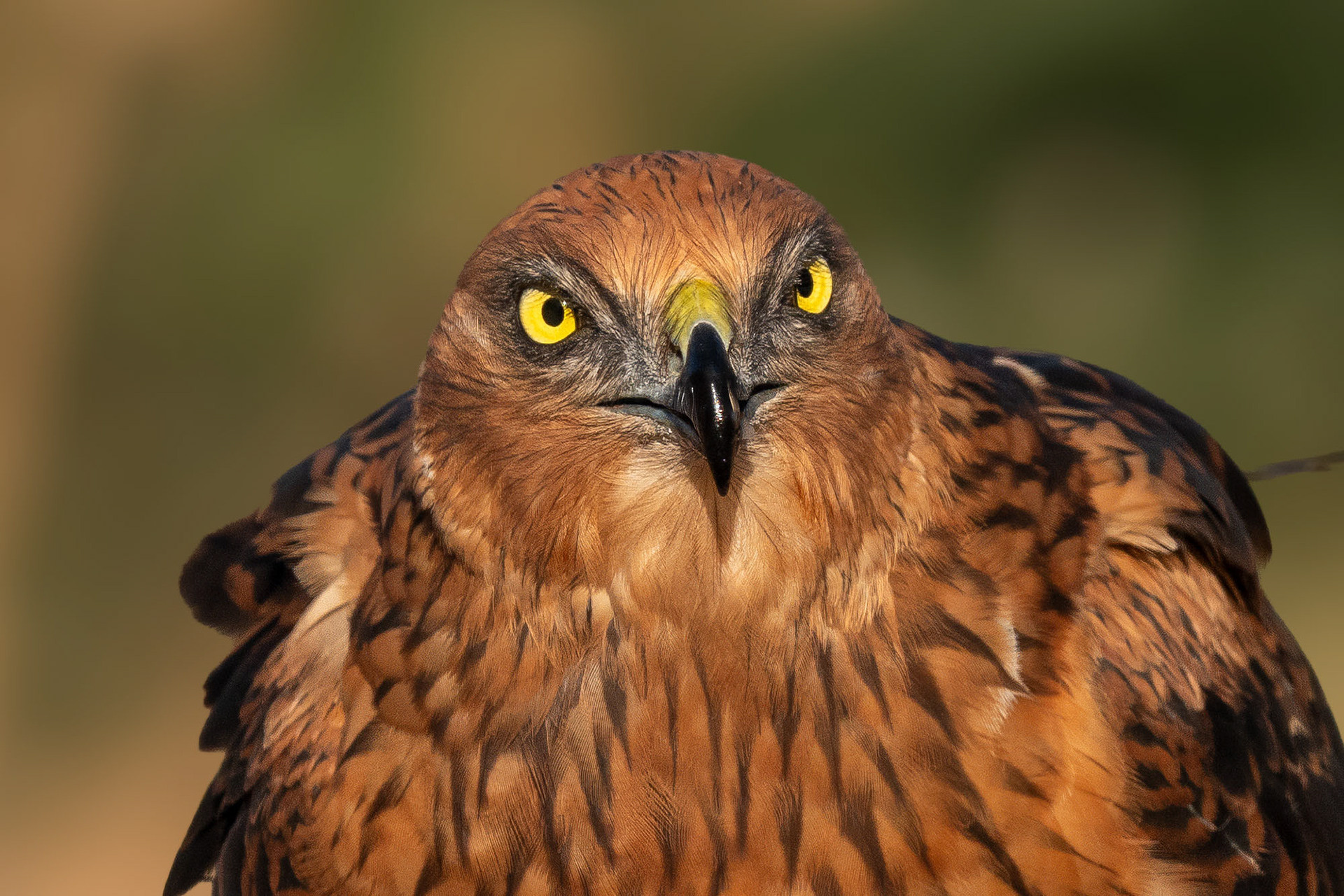 Rohrweihe, male