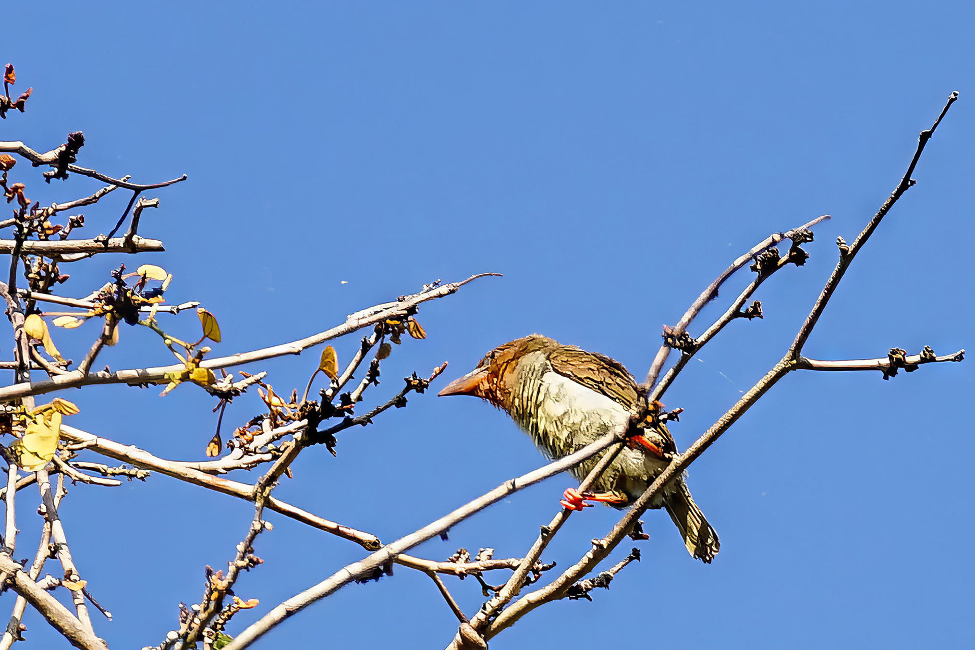 Rostbartvogel