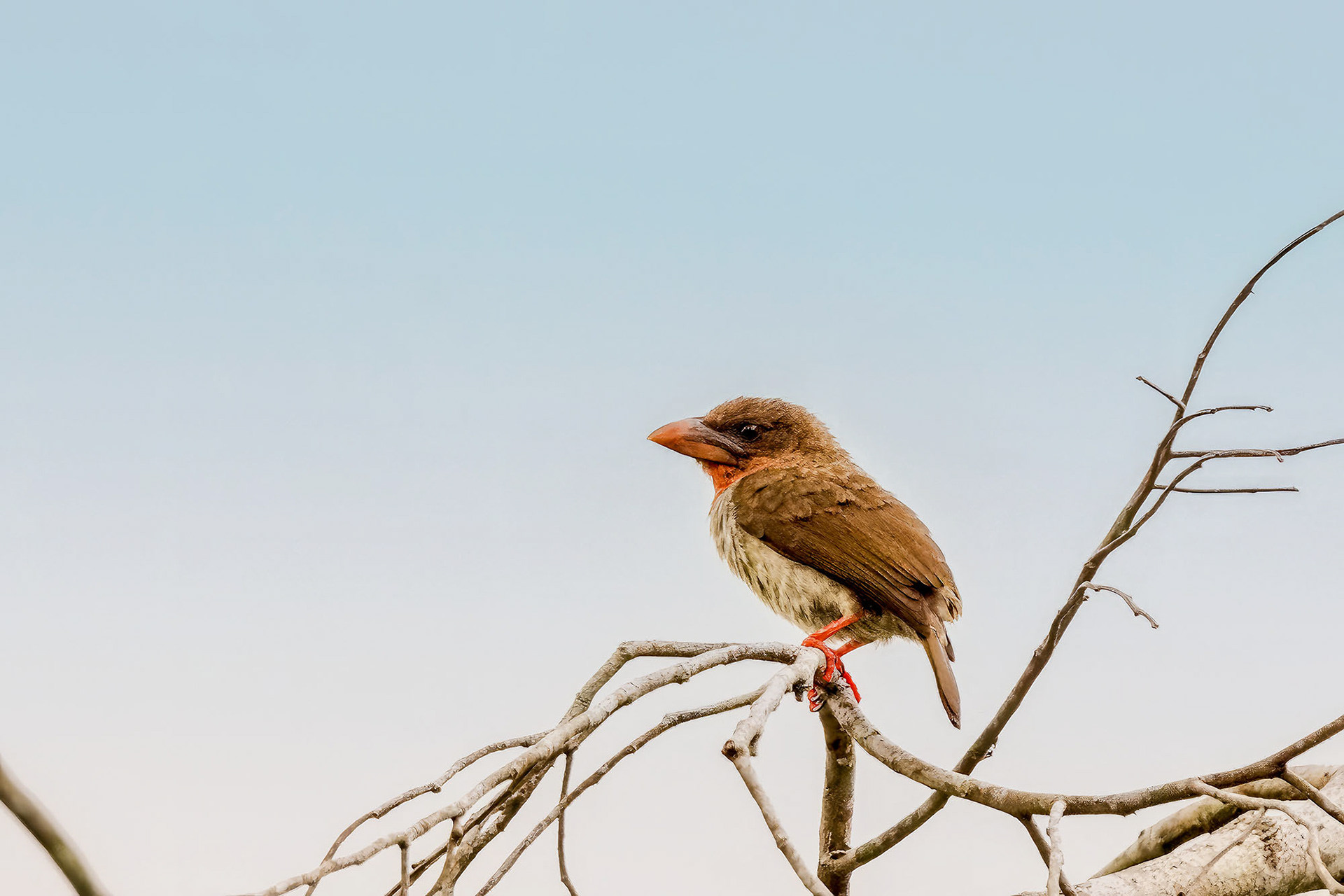 Rostbartvogel