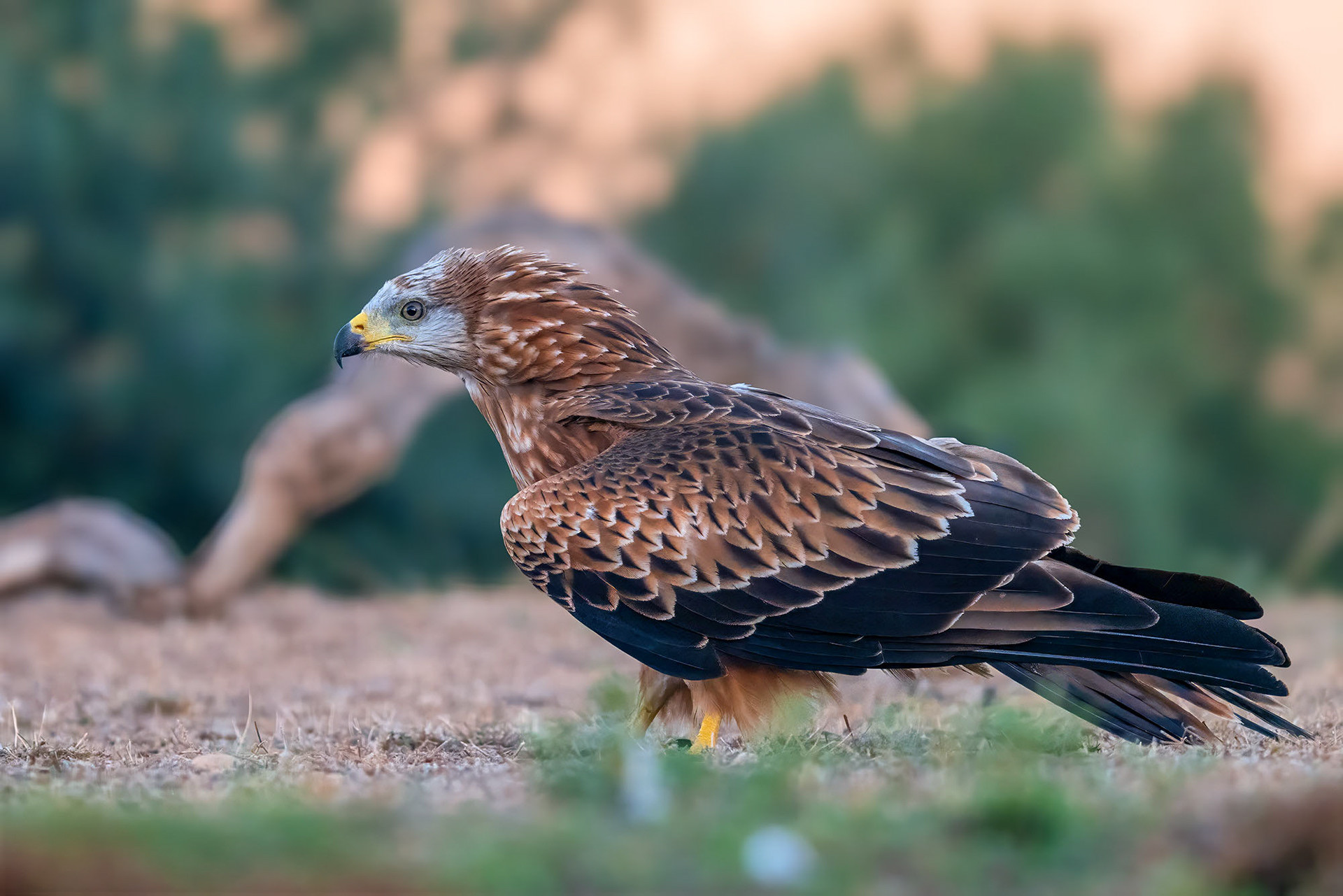 Rotmilan, juvenile