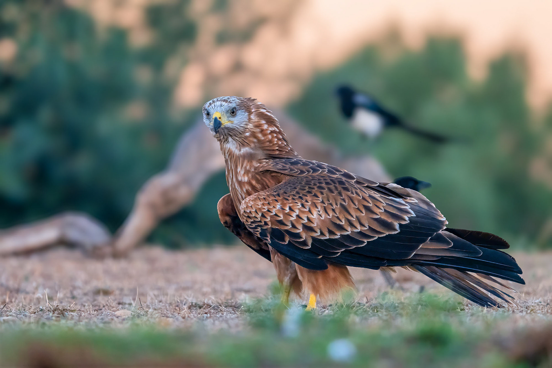 Rotmilan, juvenile