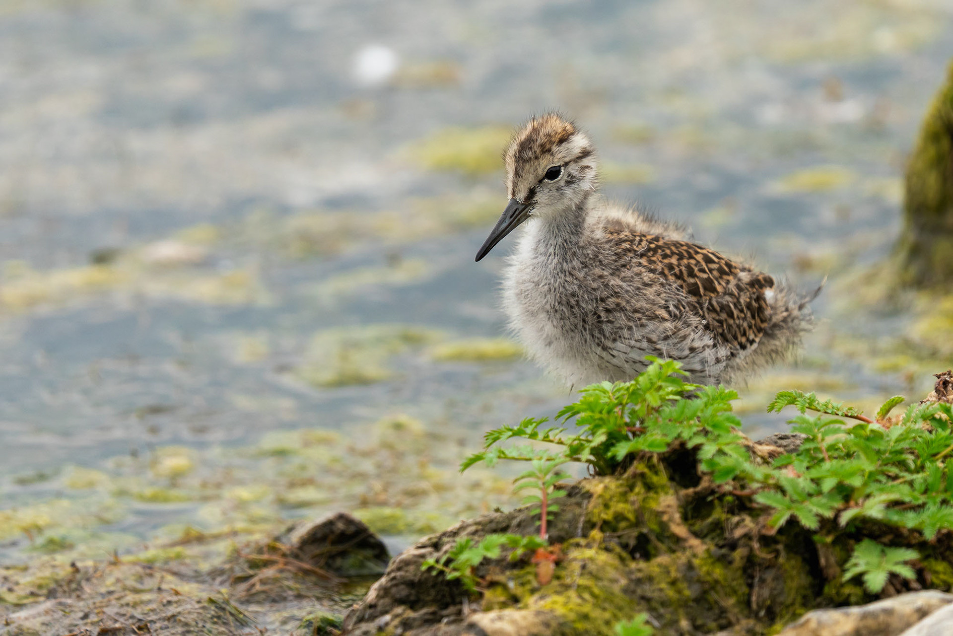 juvenile