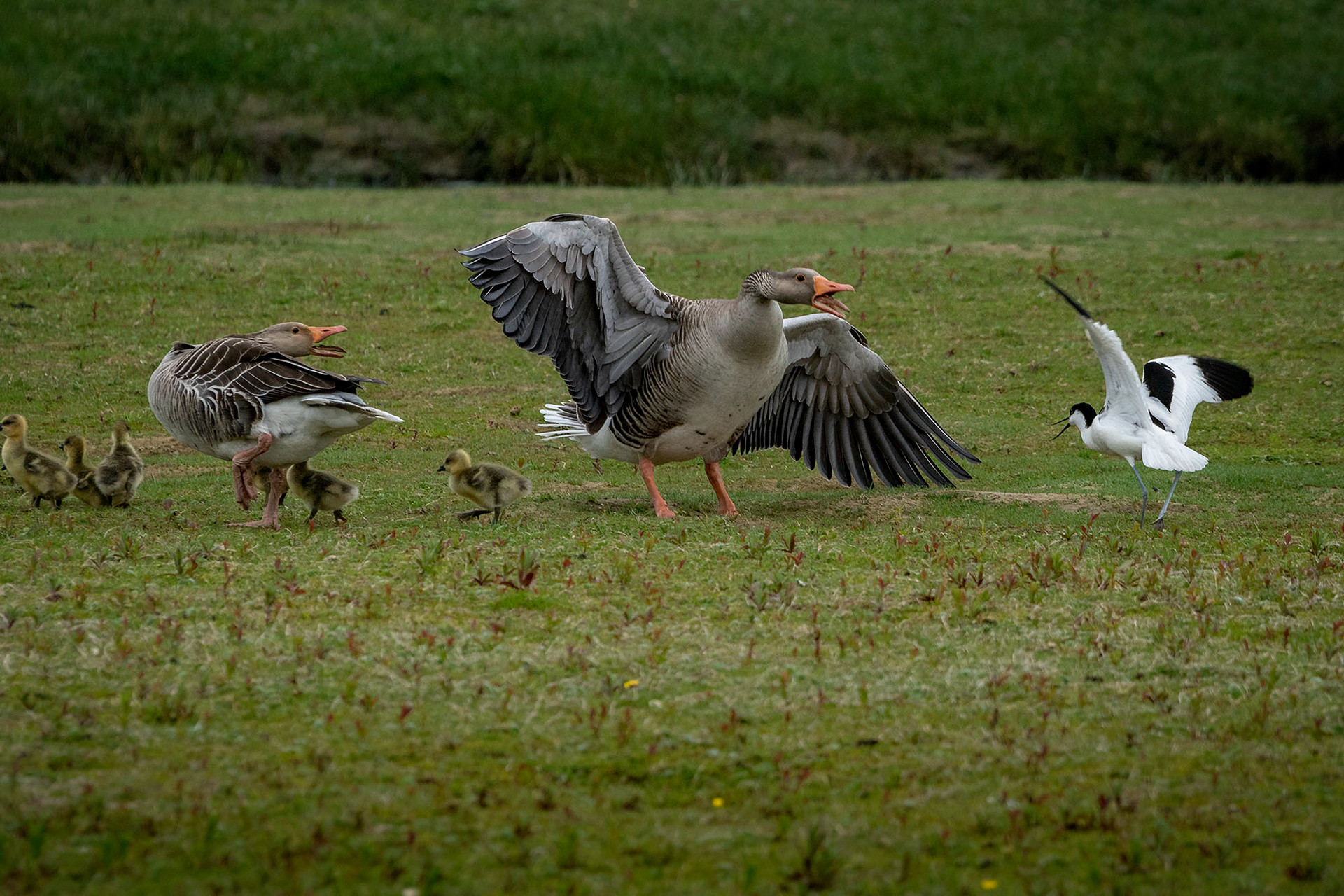 greift eine Graugans Familie an