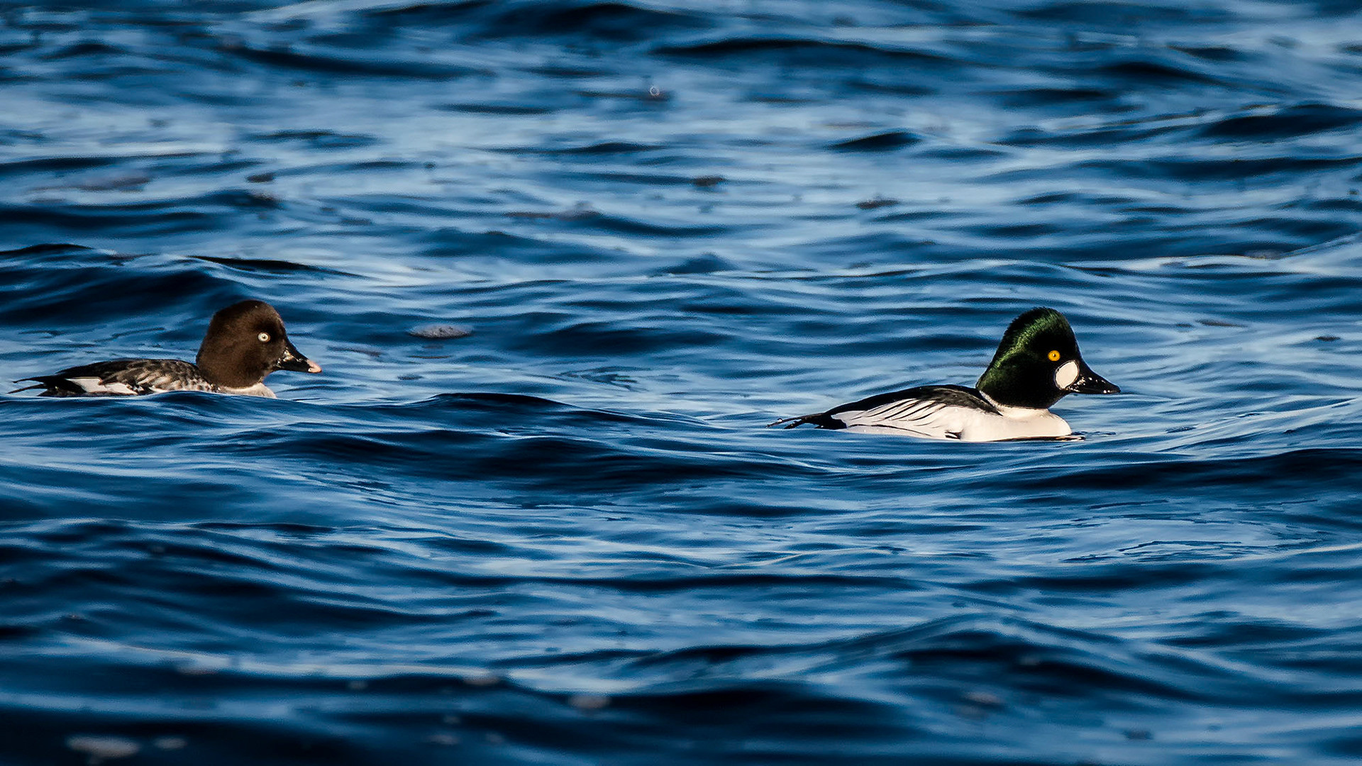 male & female