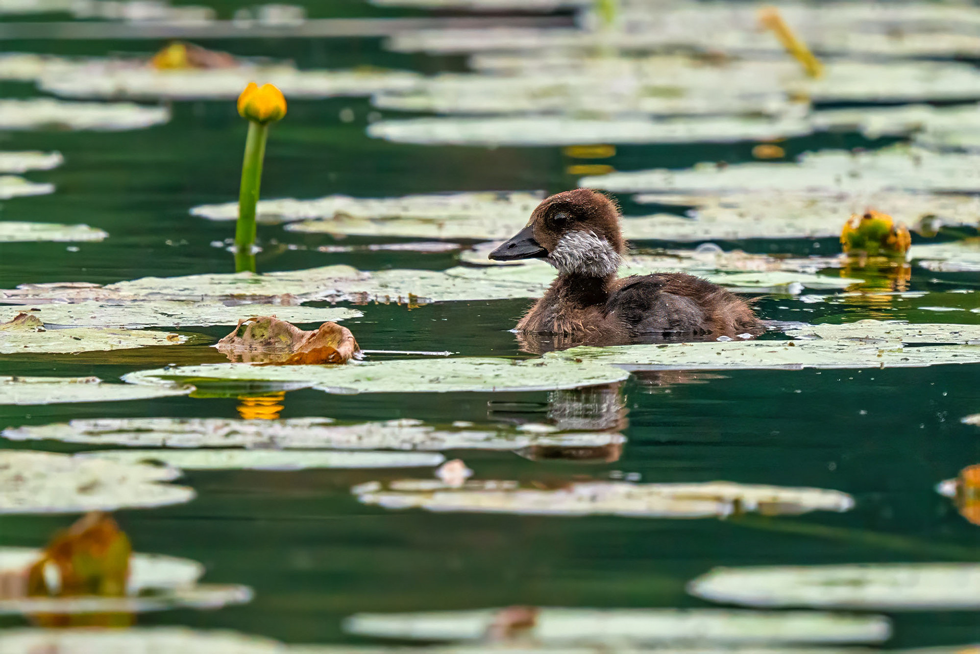 juvenile