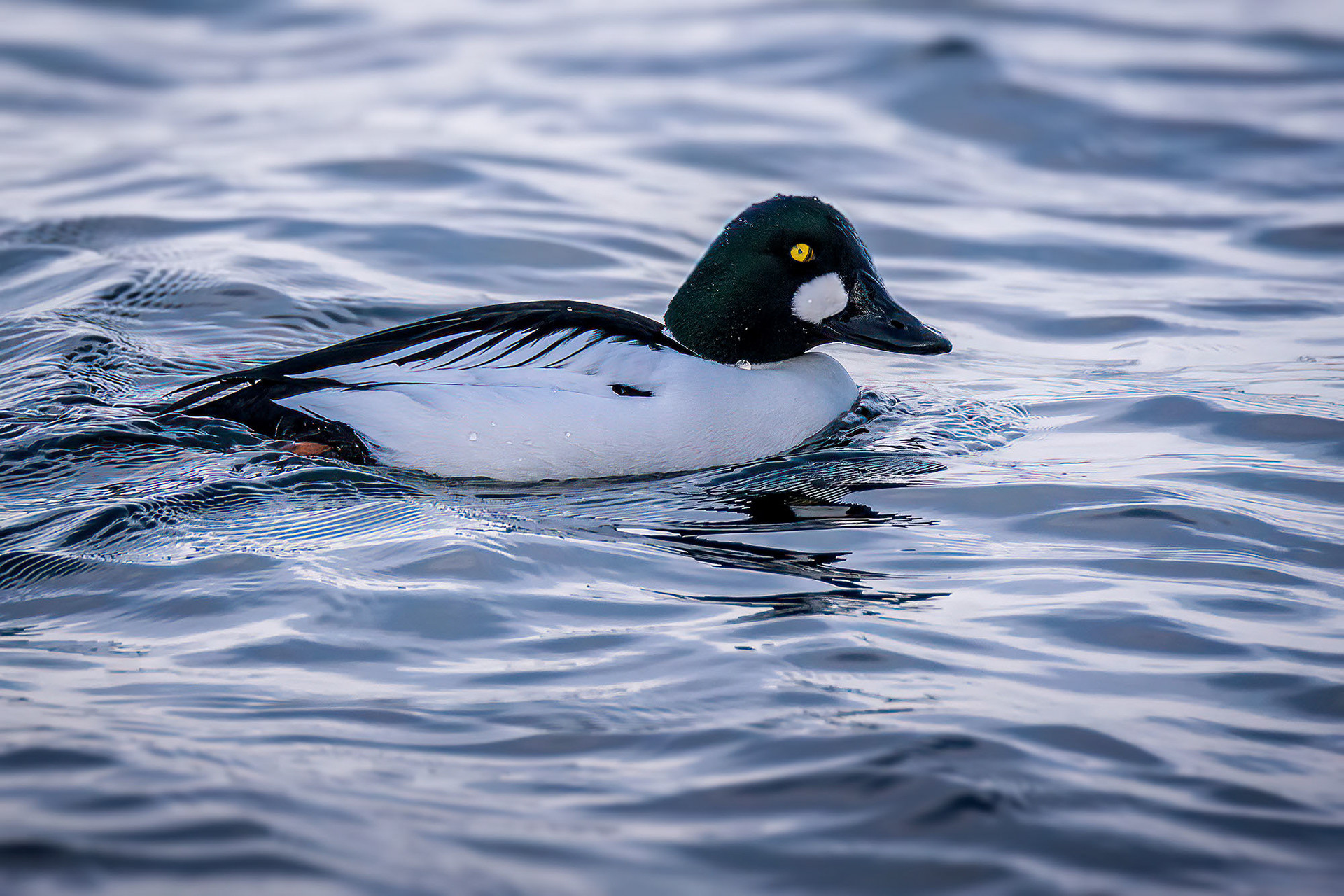 male