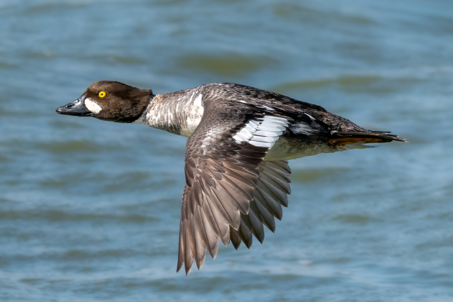 male