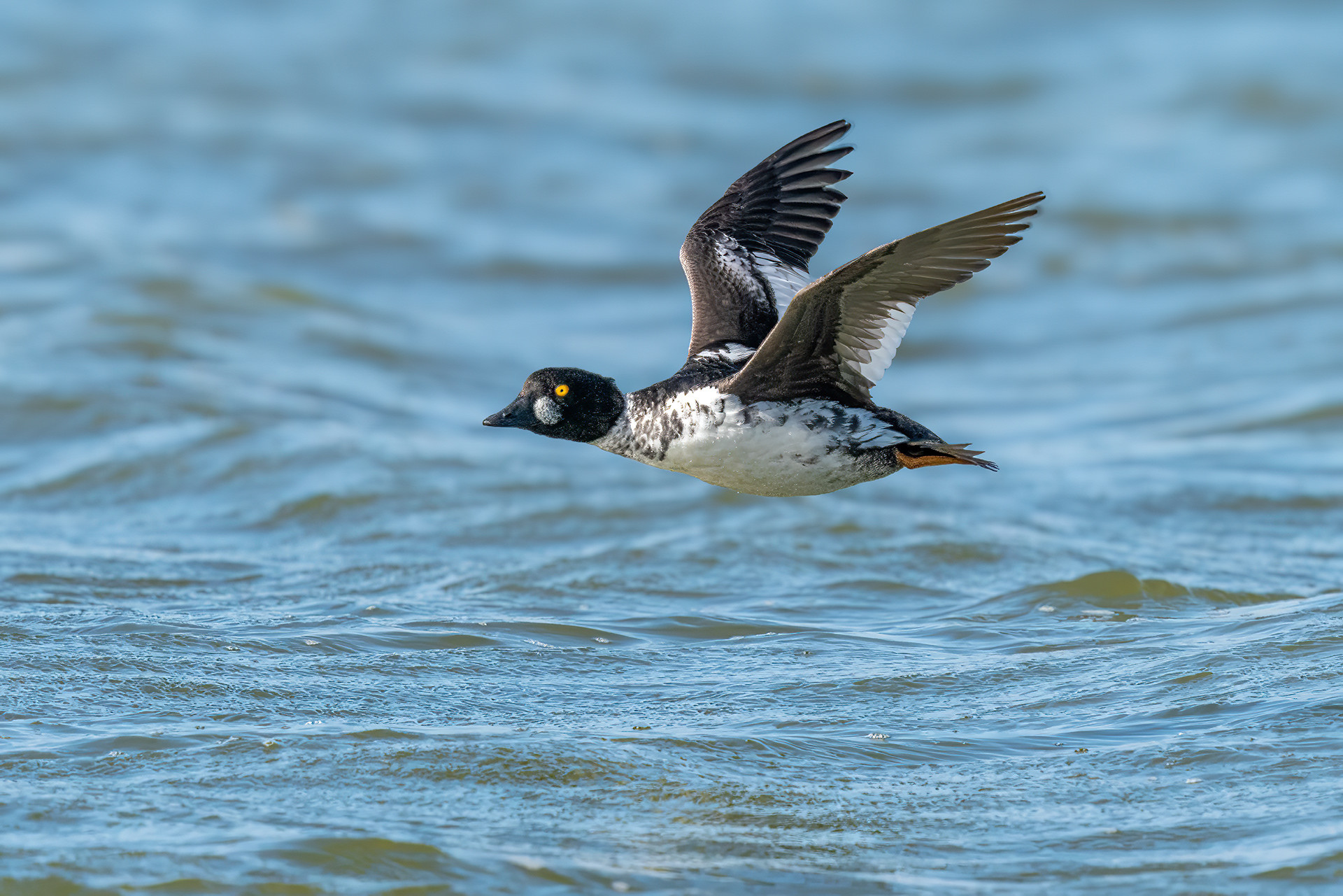 male