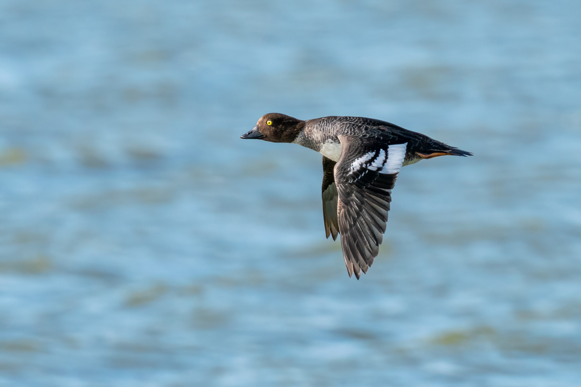 female