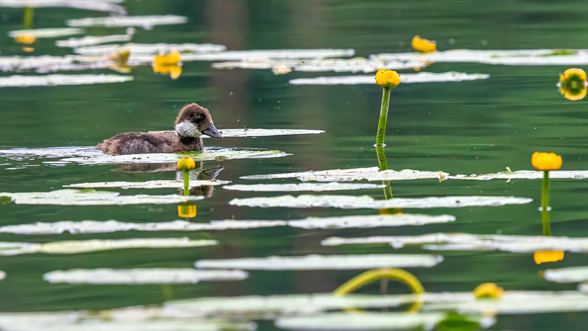 juvenile