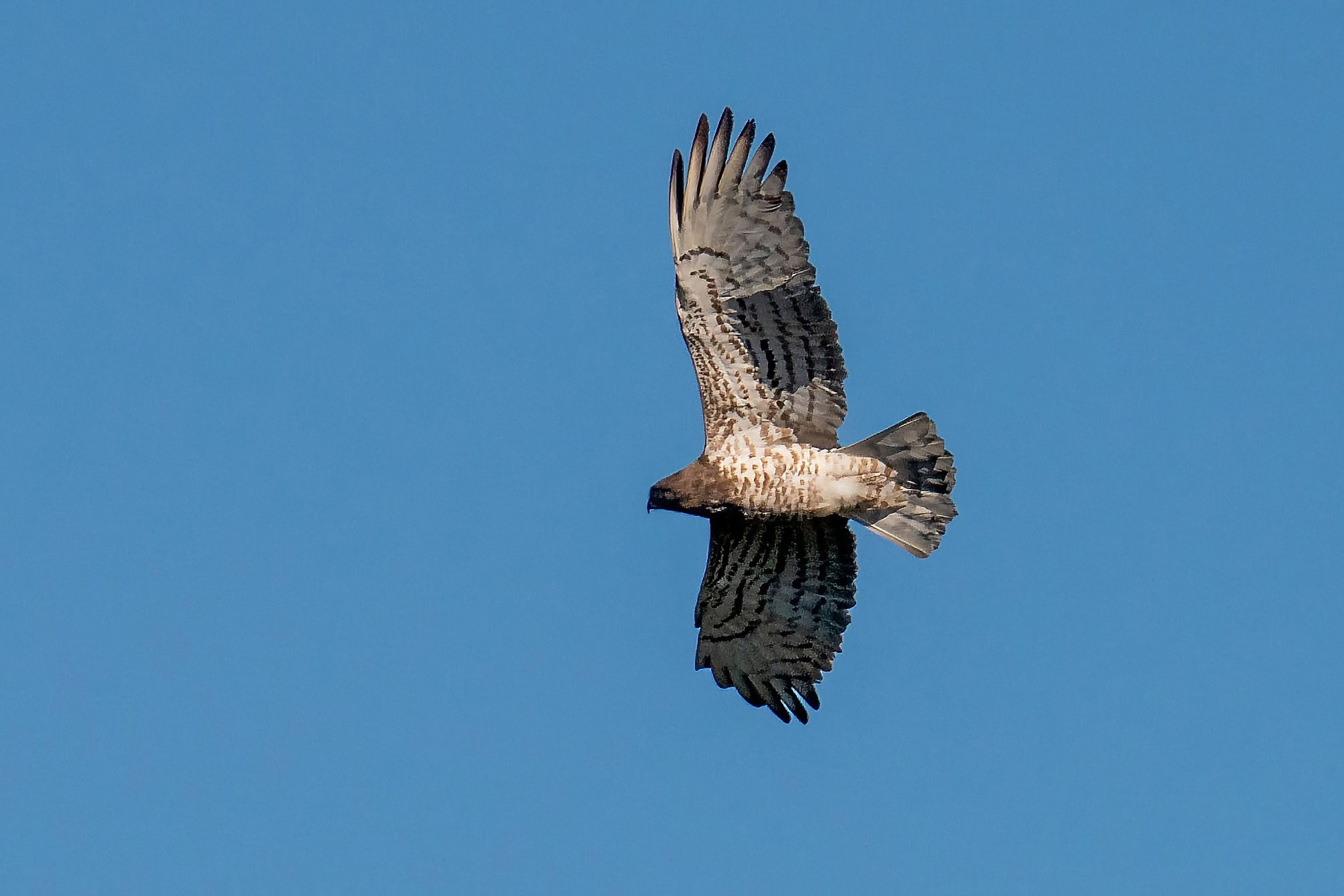 Schlangenadler
