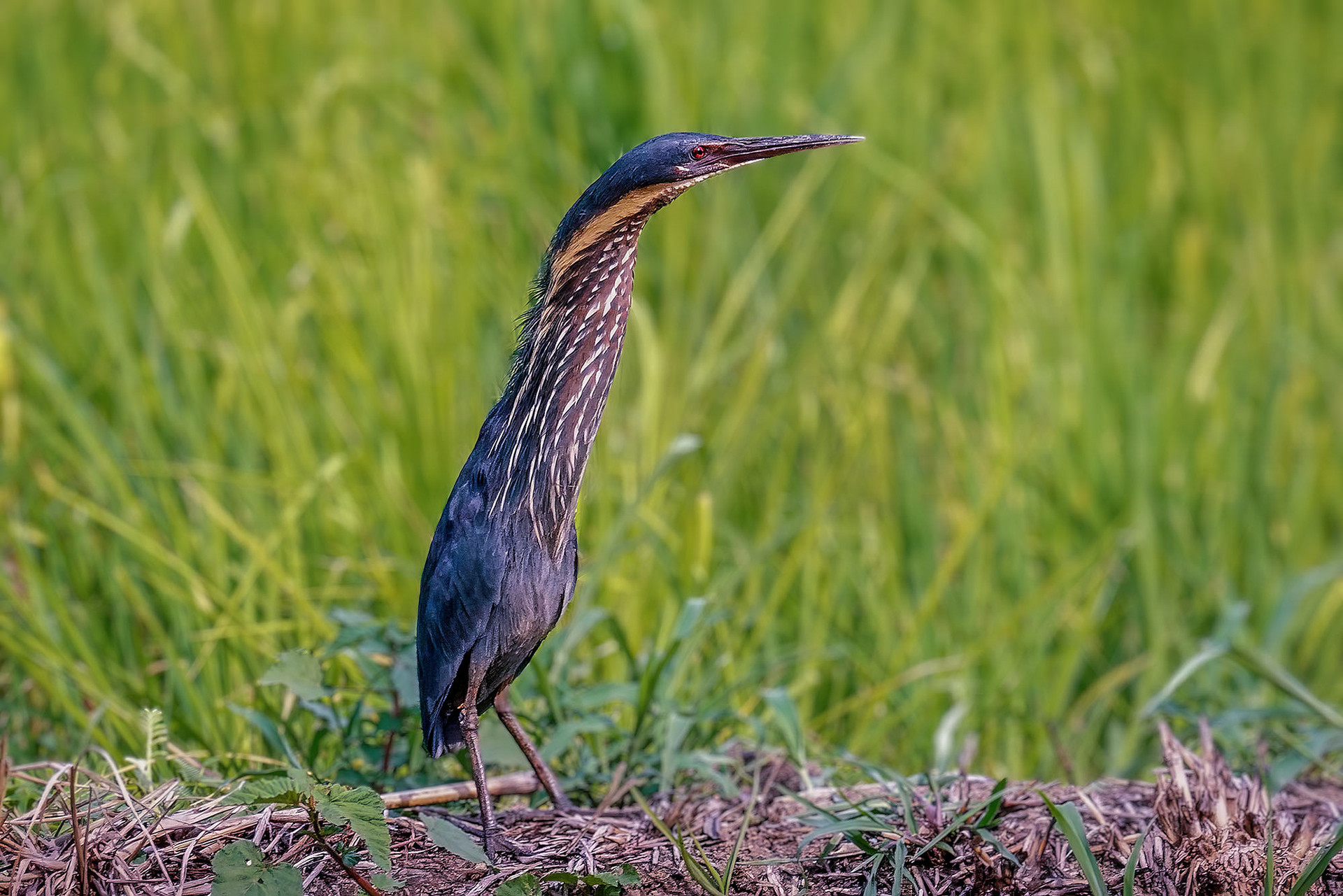 male