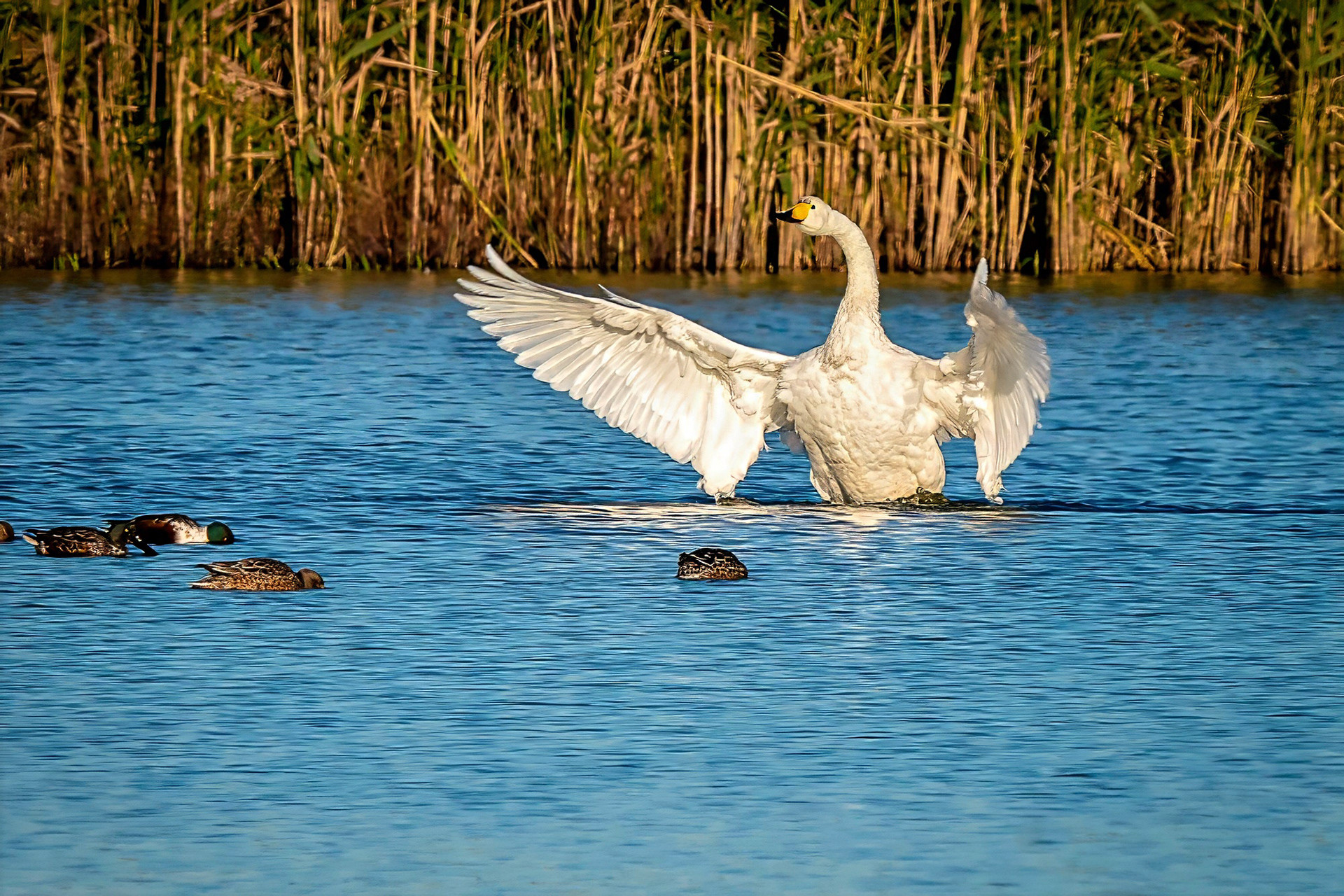 Singschwan
