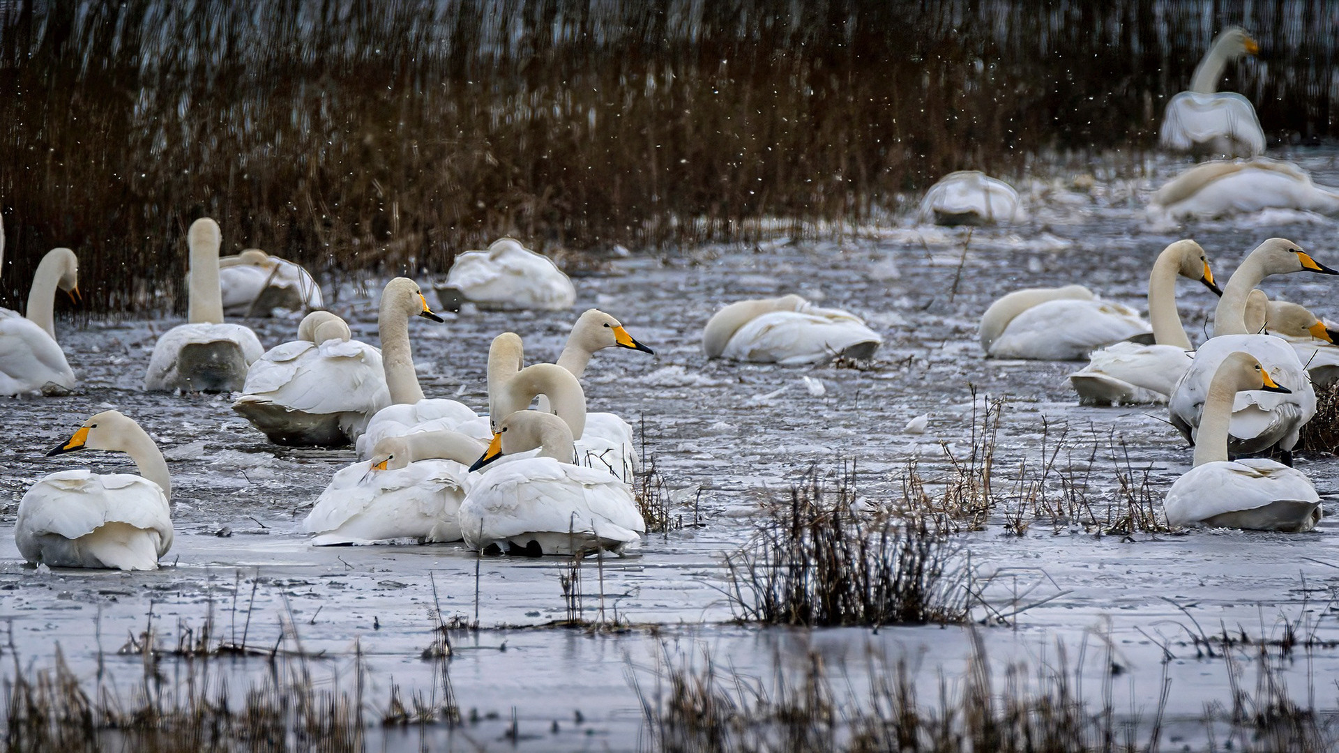im Winter bei eiskaltem Wind