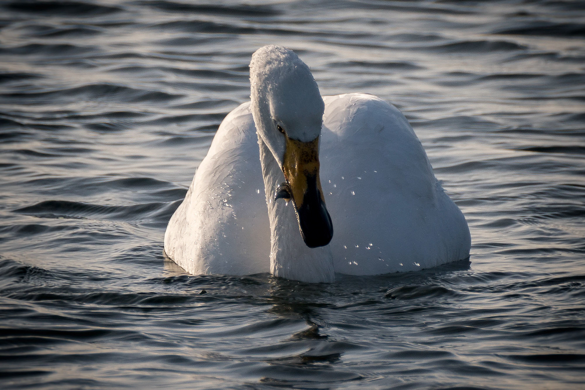 Singschwan