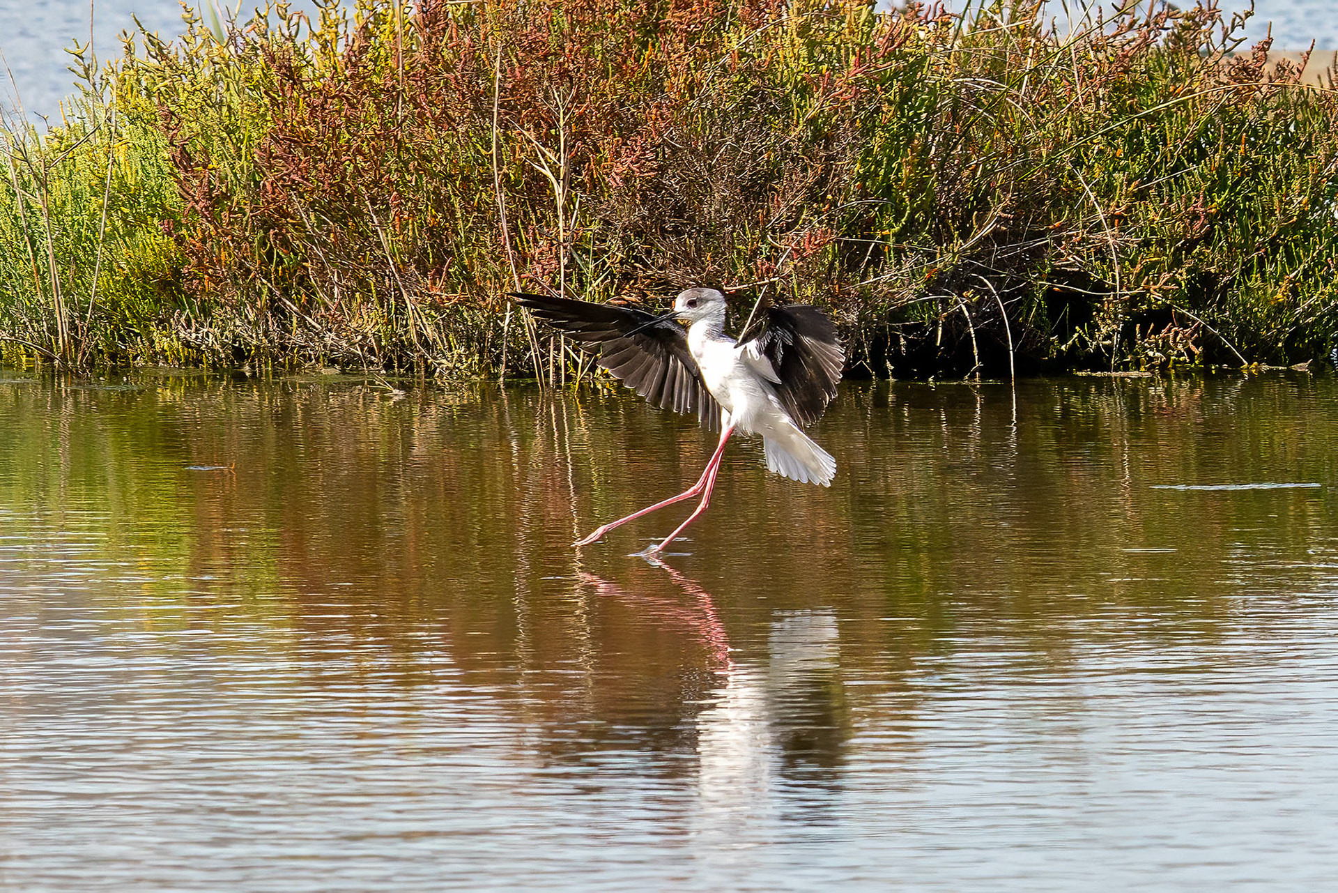 Stelzenläufer