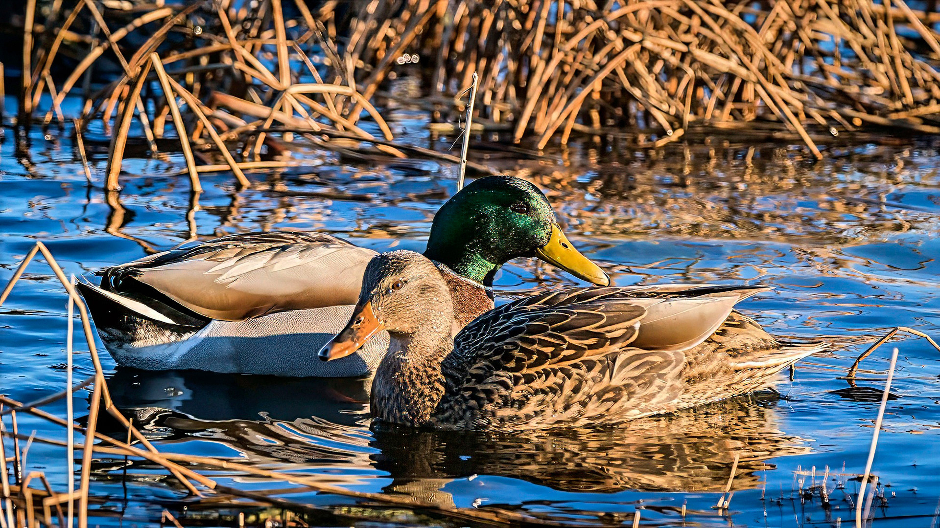 male & female