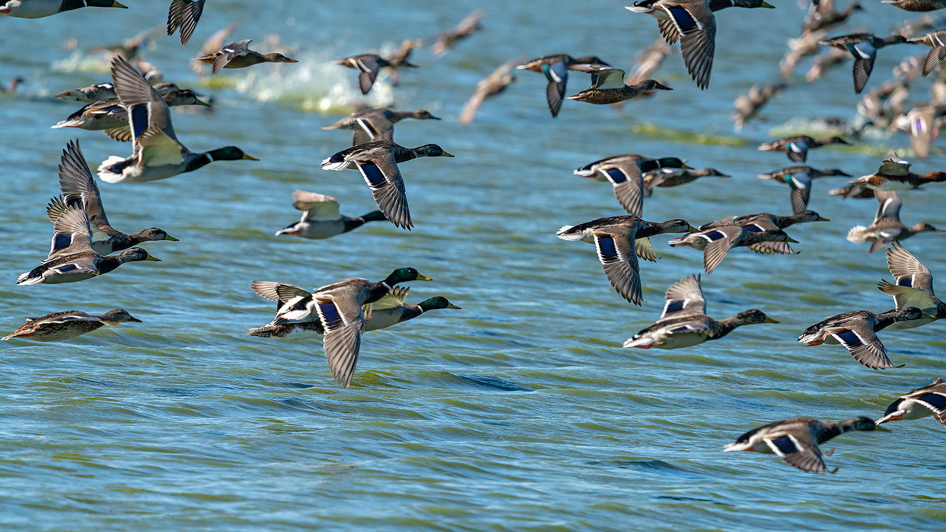 Enten- und Hühnervögel