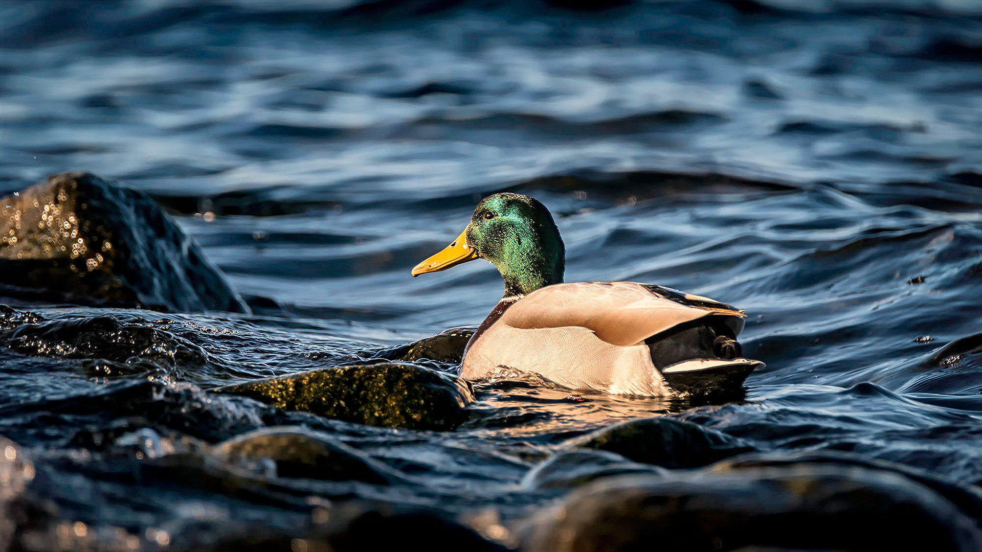 male