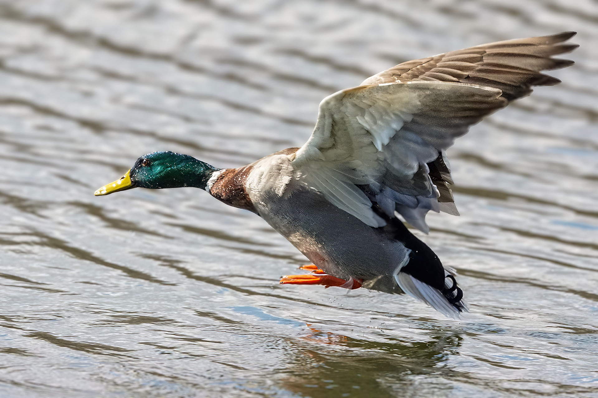Stockente