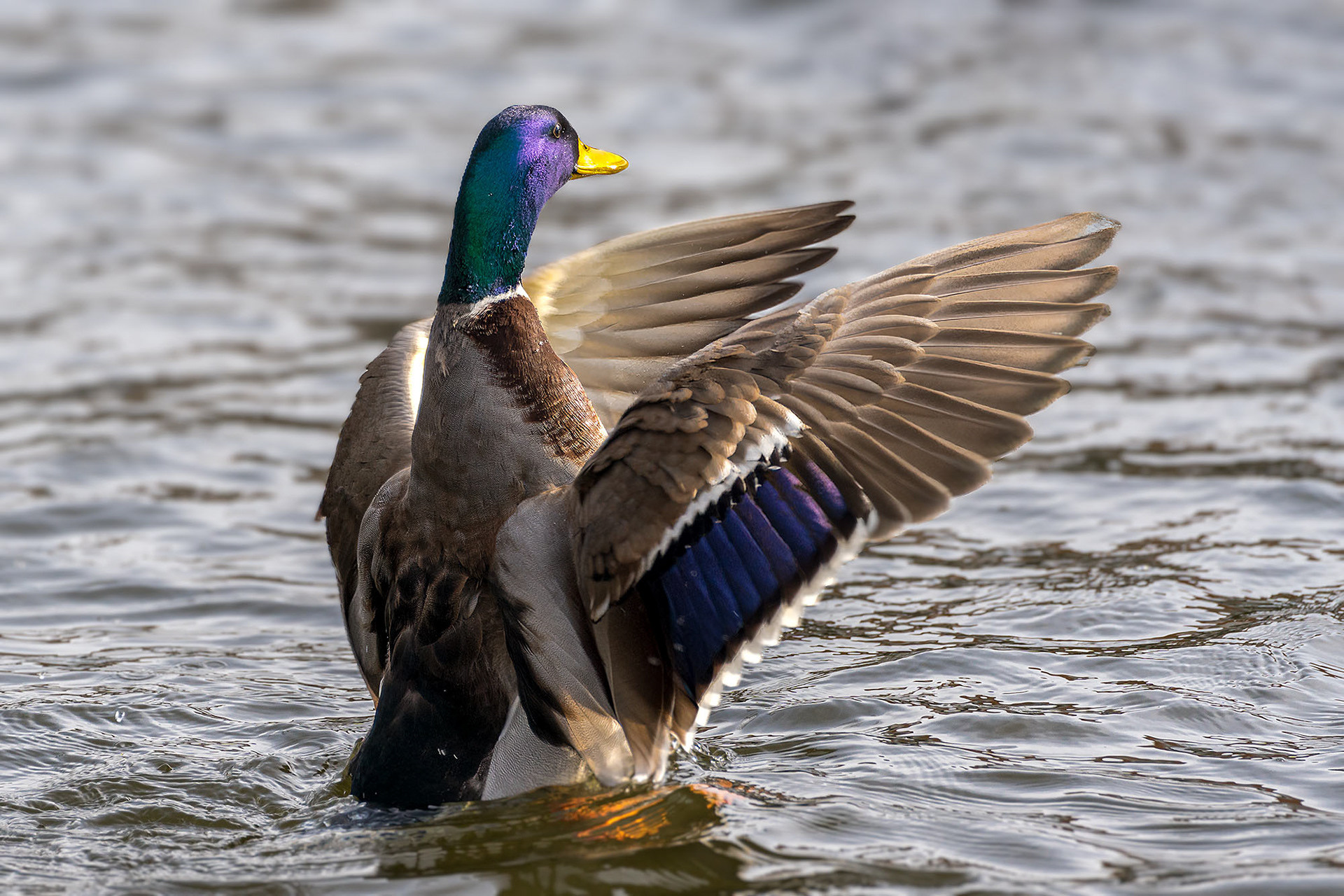 male