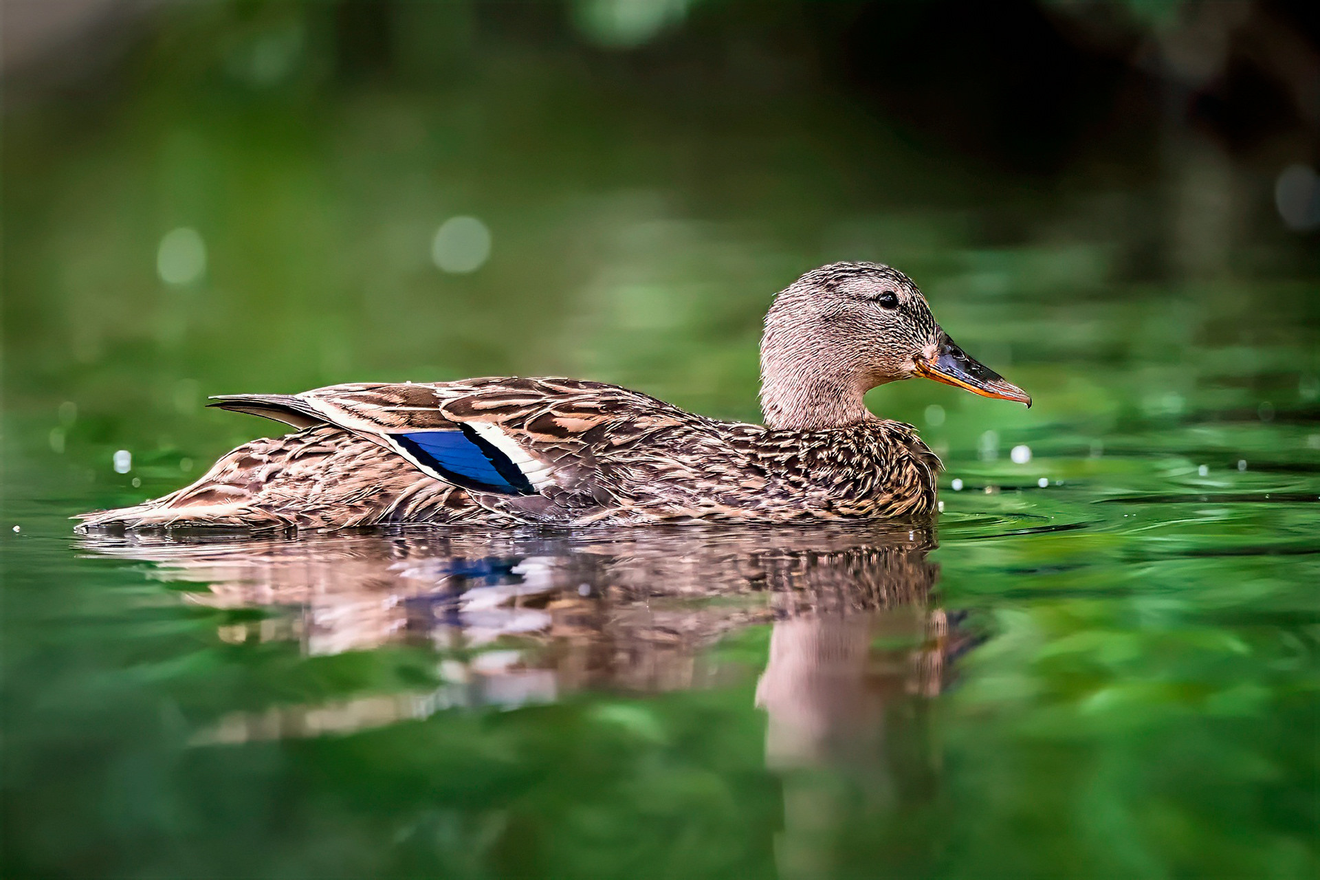female