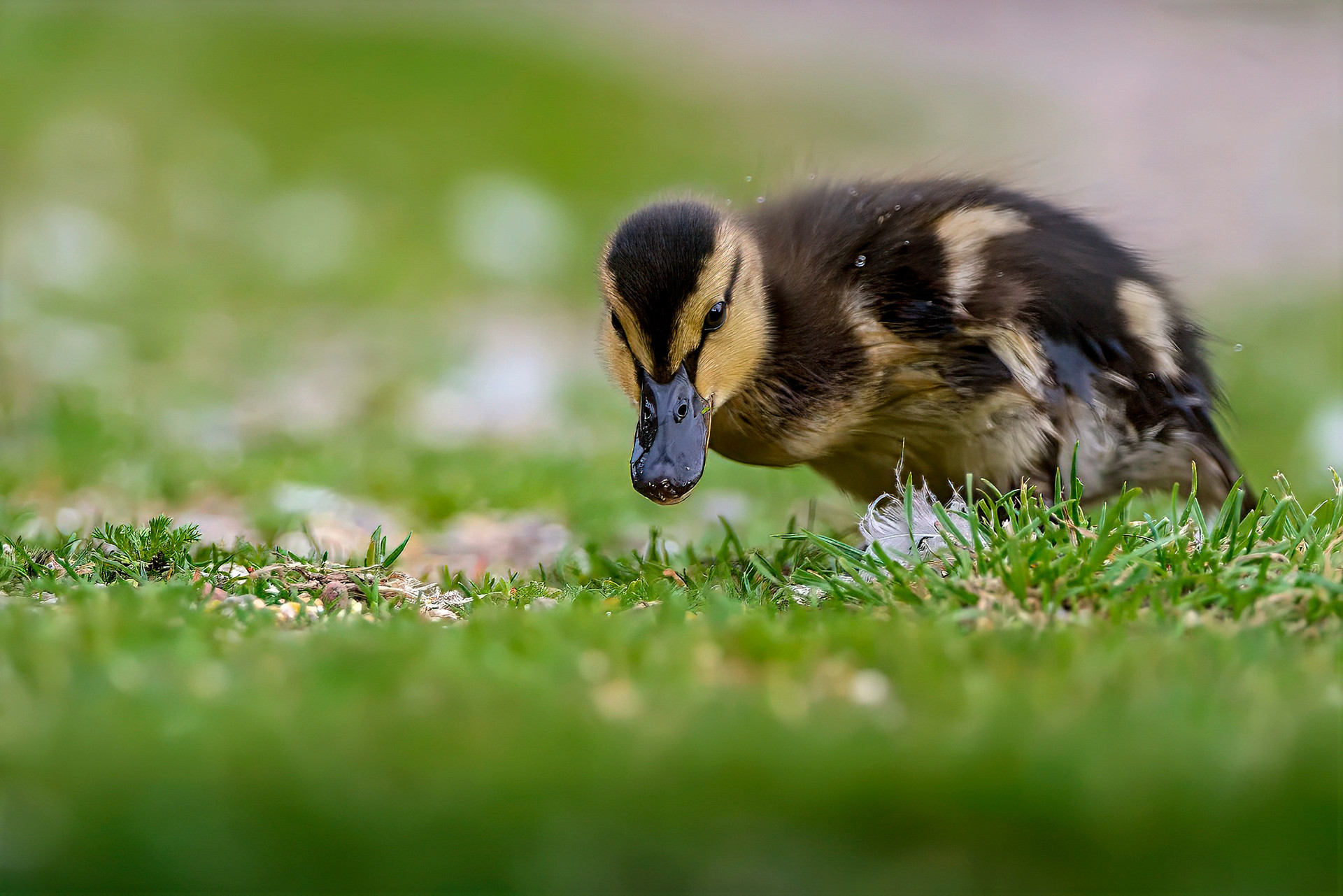 juvenile