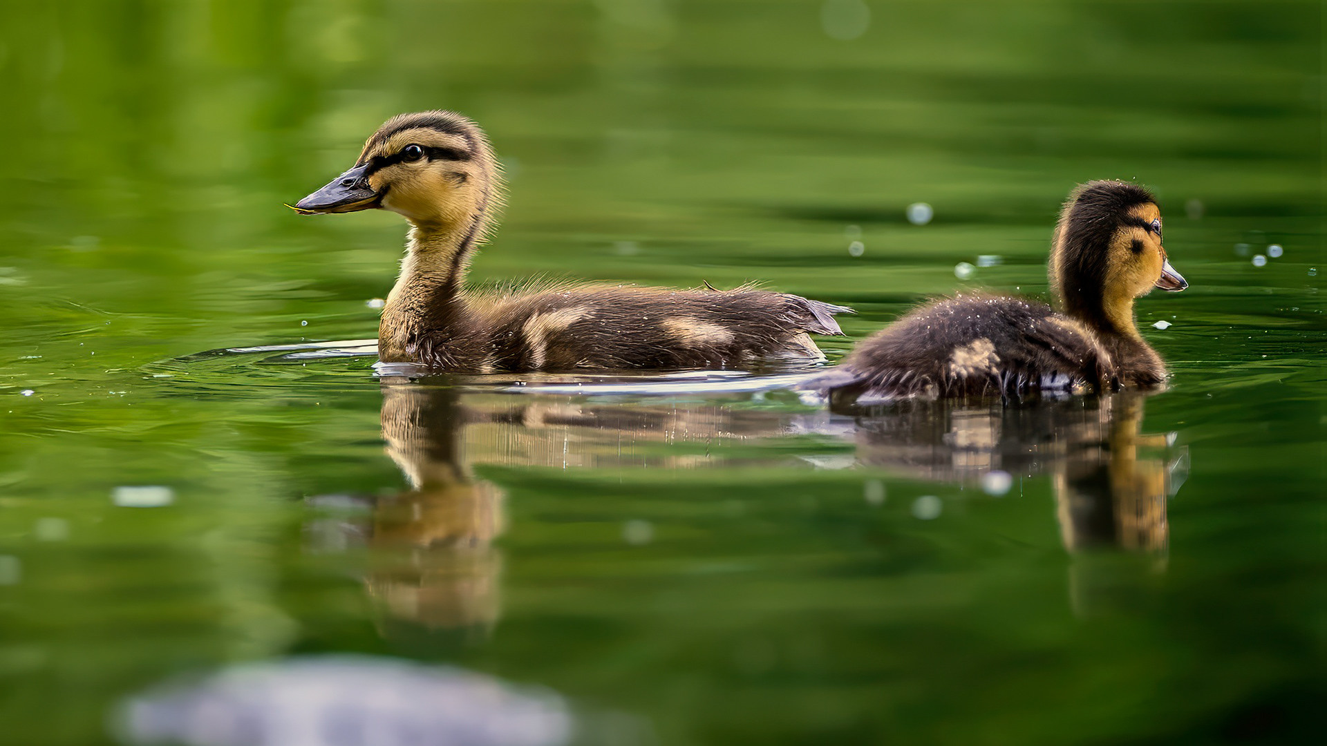 juvenile