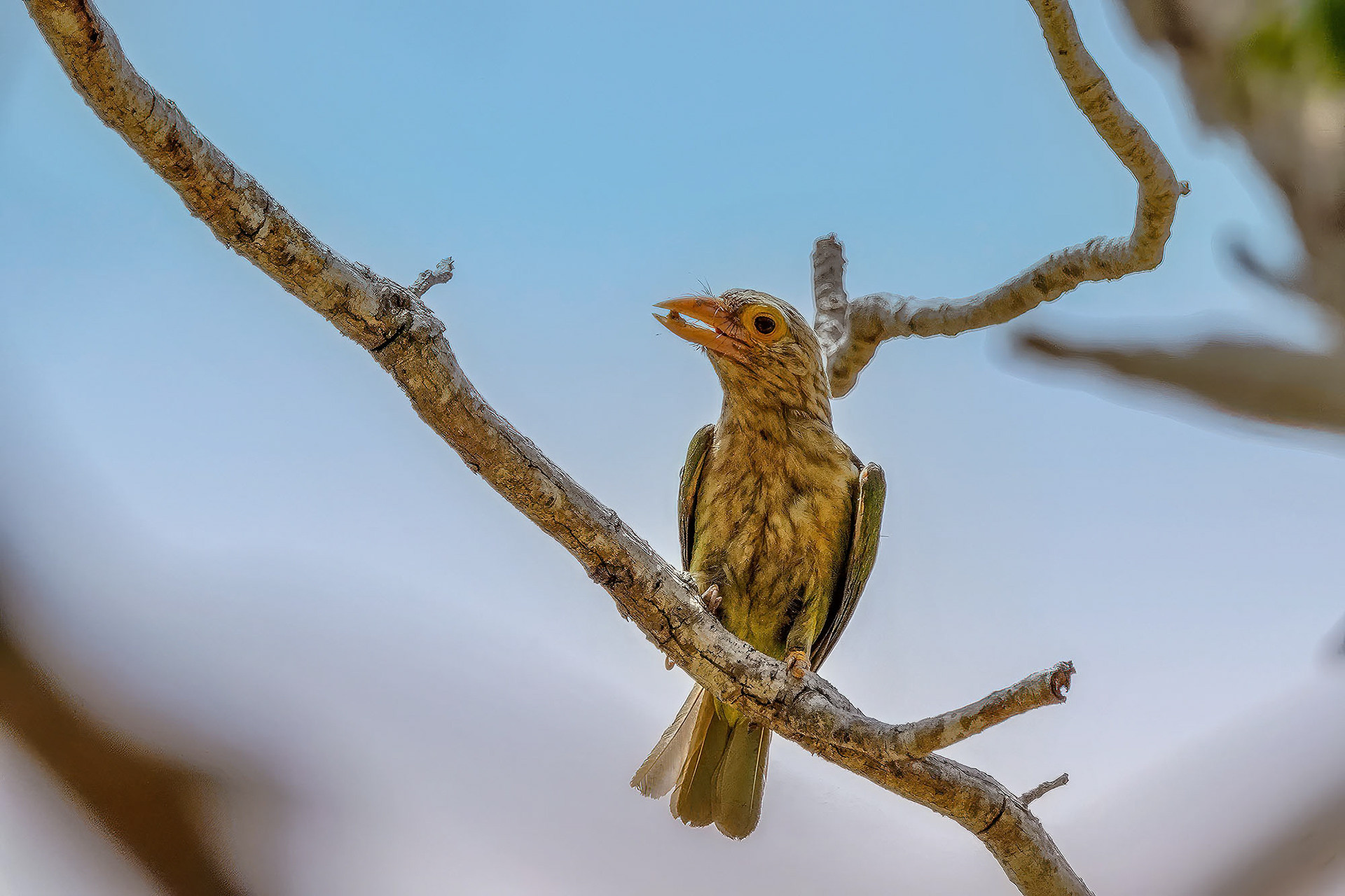 Streifenbartvogel