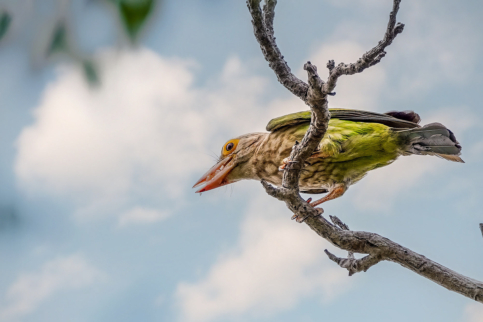 Streifenbartvogel