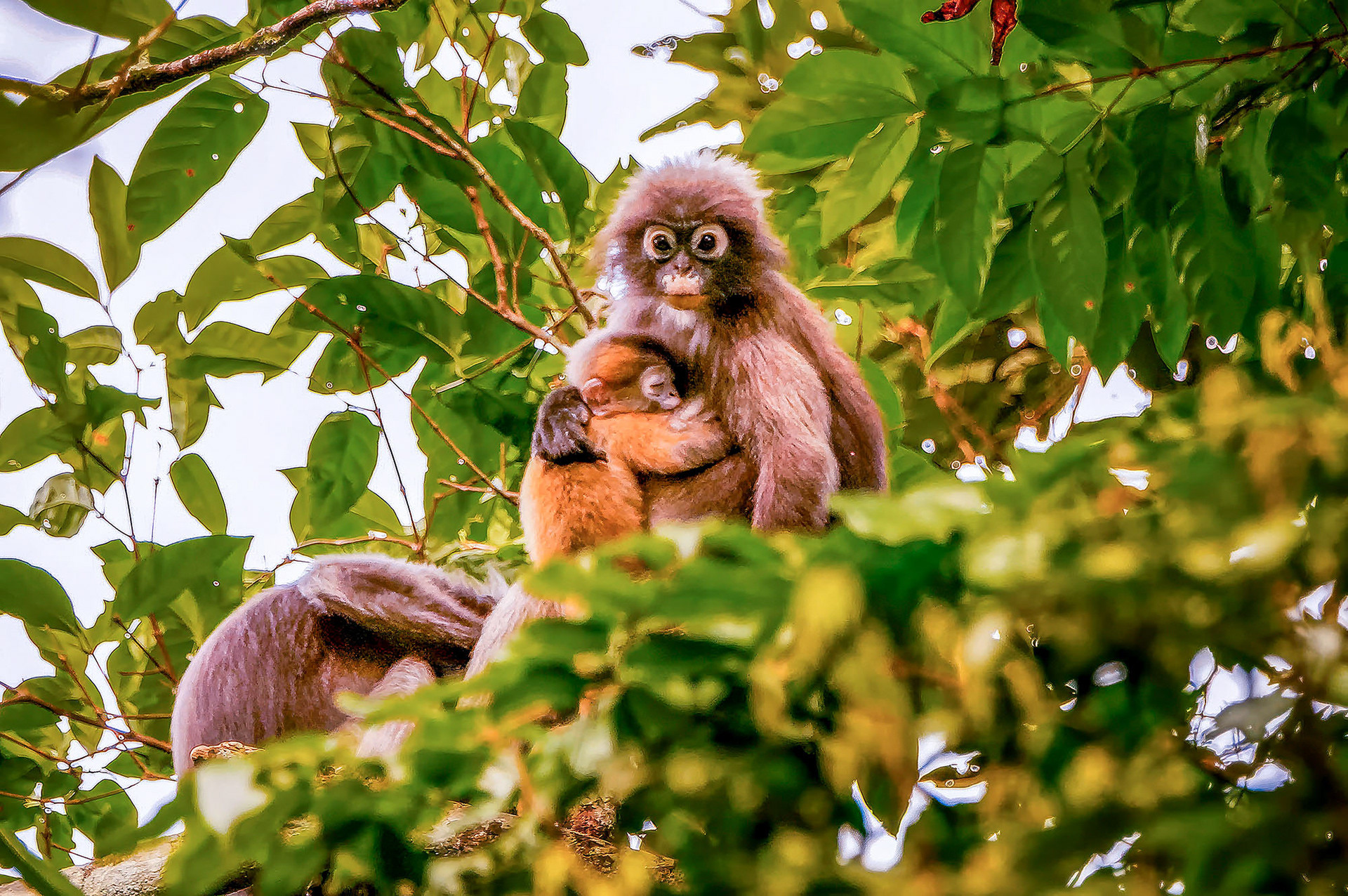 Südlicher Brillenlangur