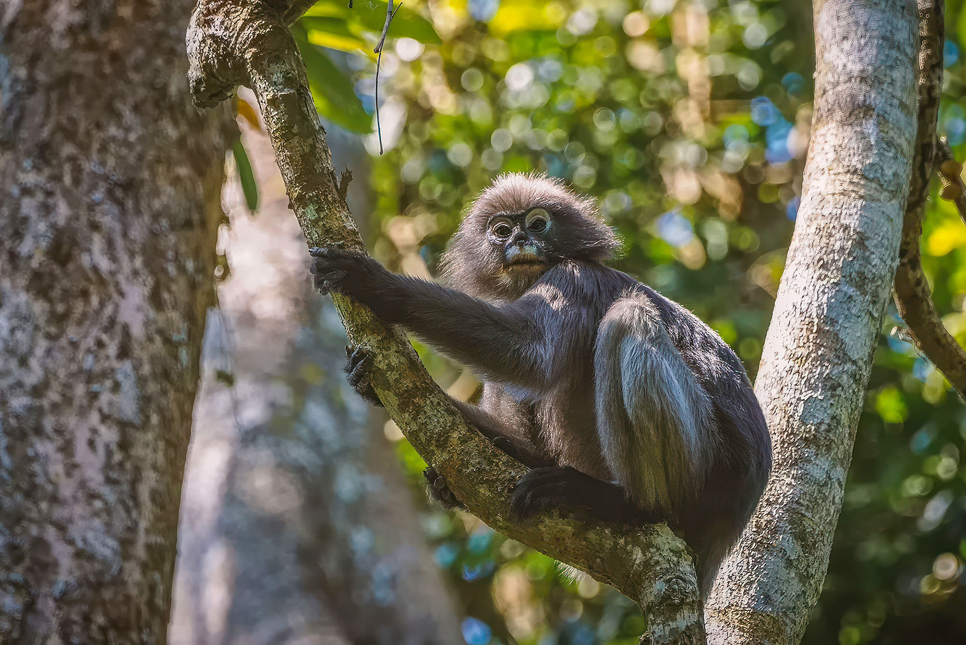 Südlicher Brillenlangur