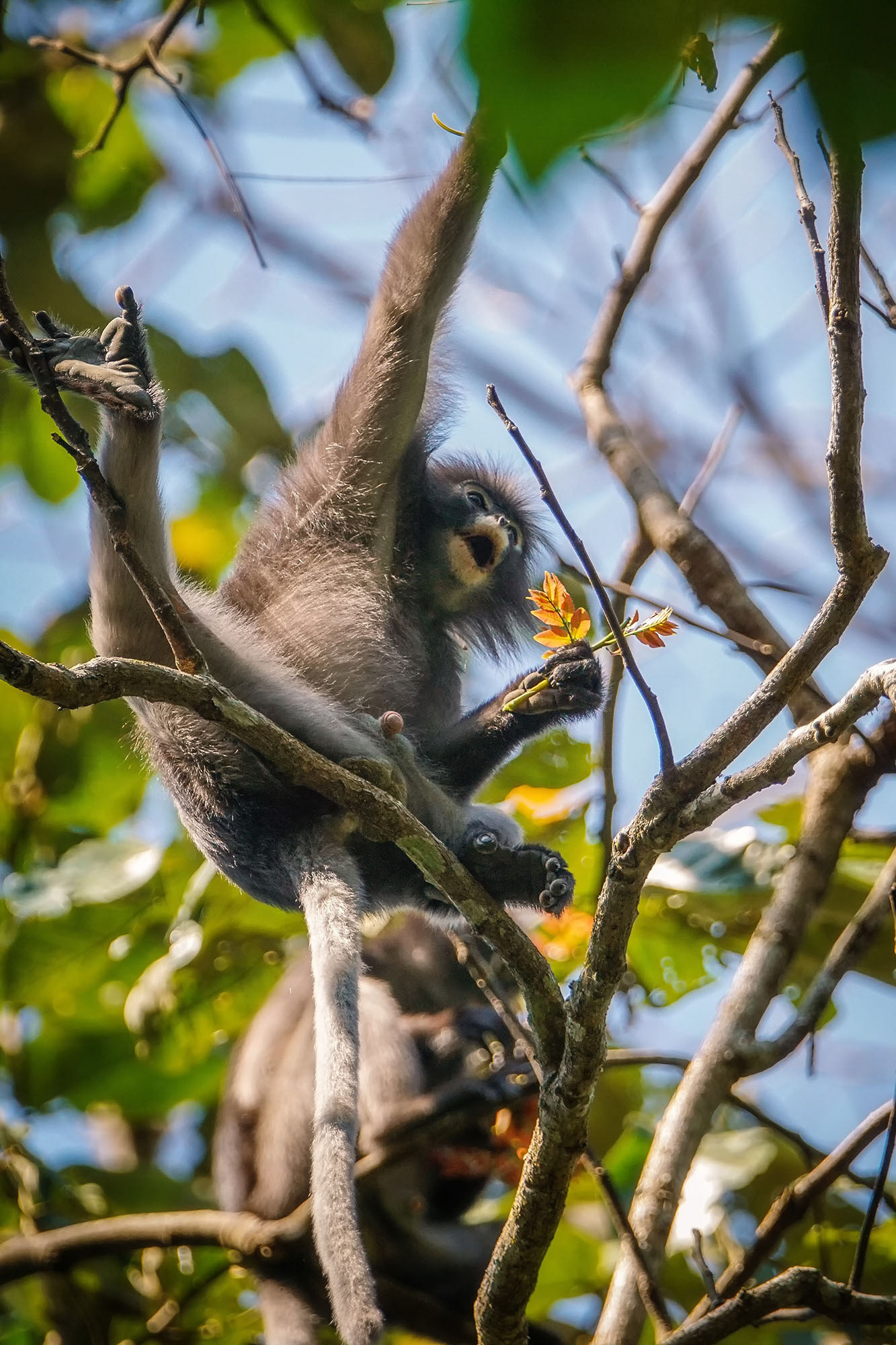 Südlicher Brillenlangur