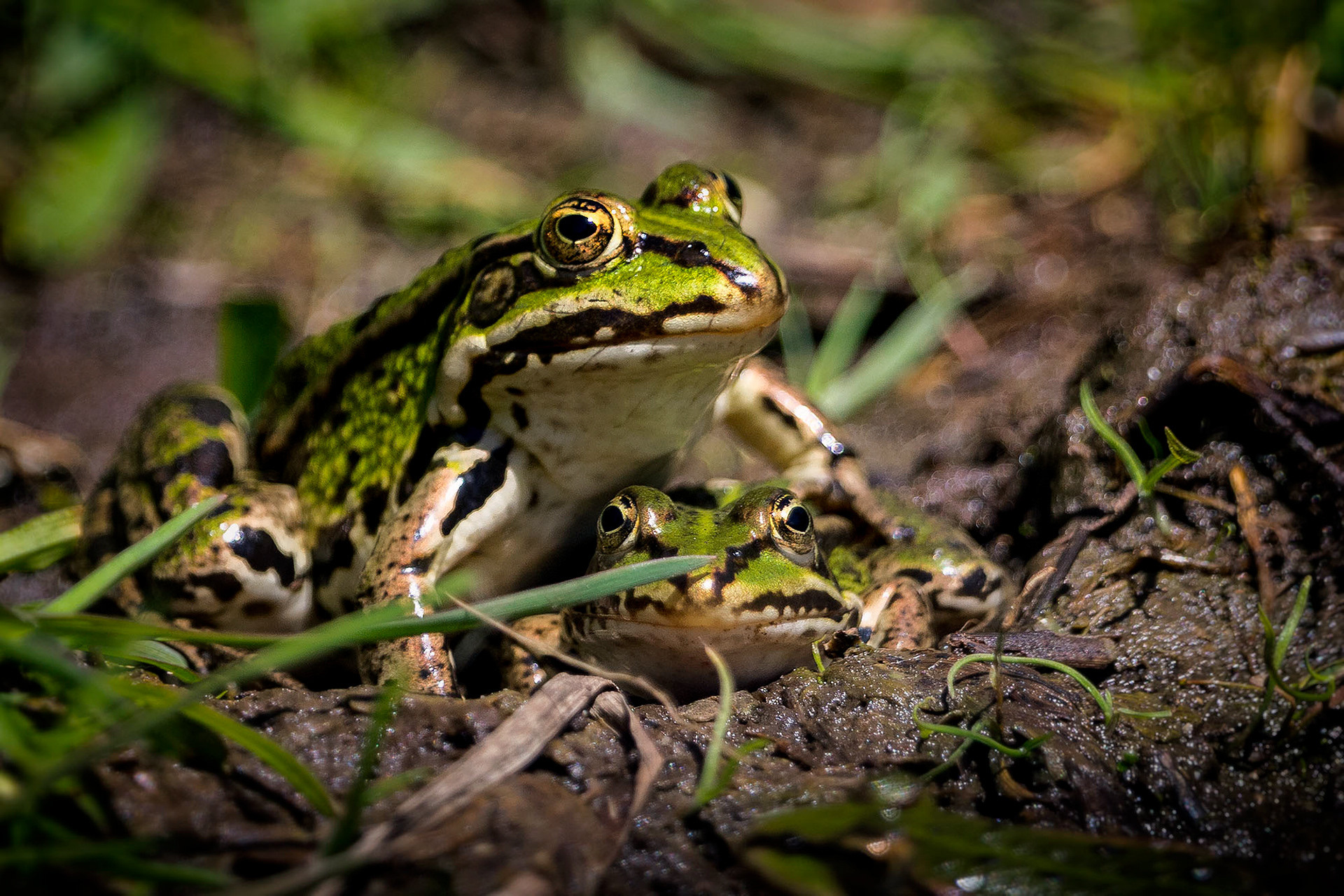 Teichfrosch