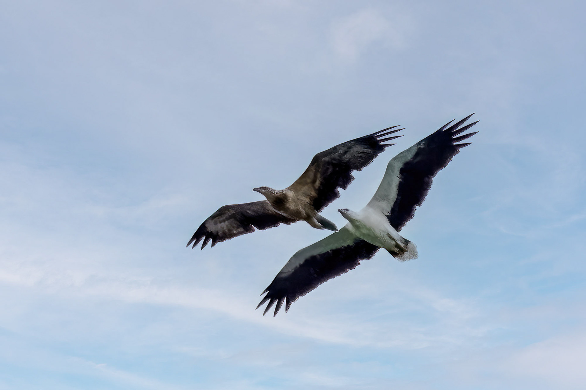 Weißbauchseeadler