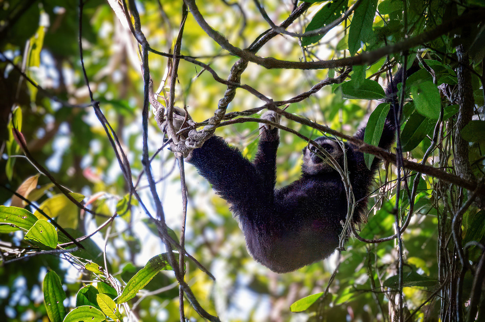 Weißhandgibbon (Lar)