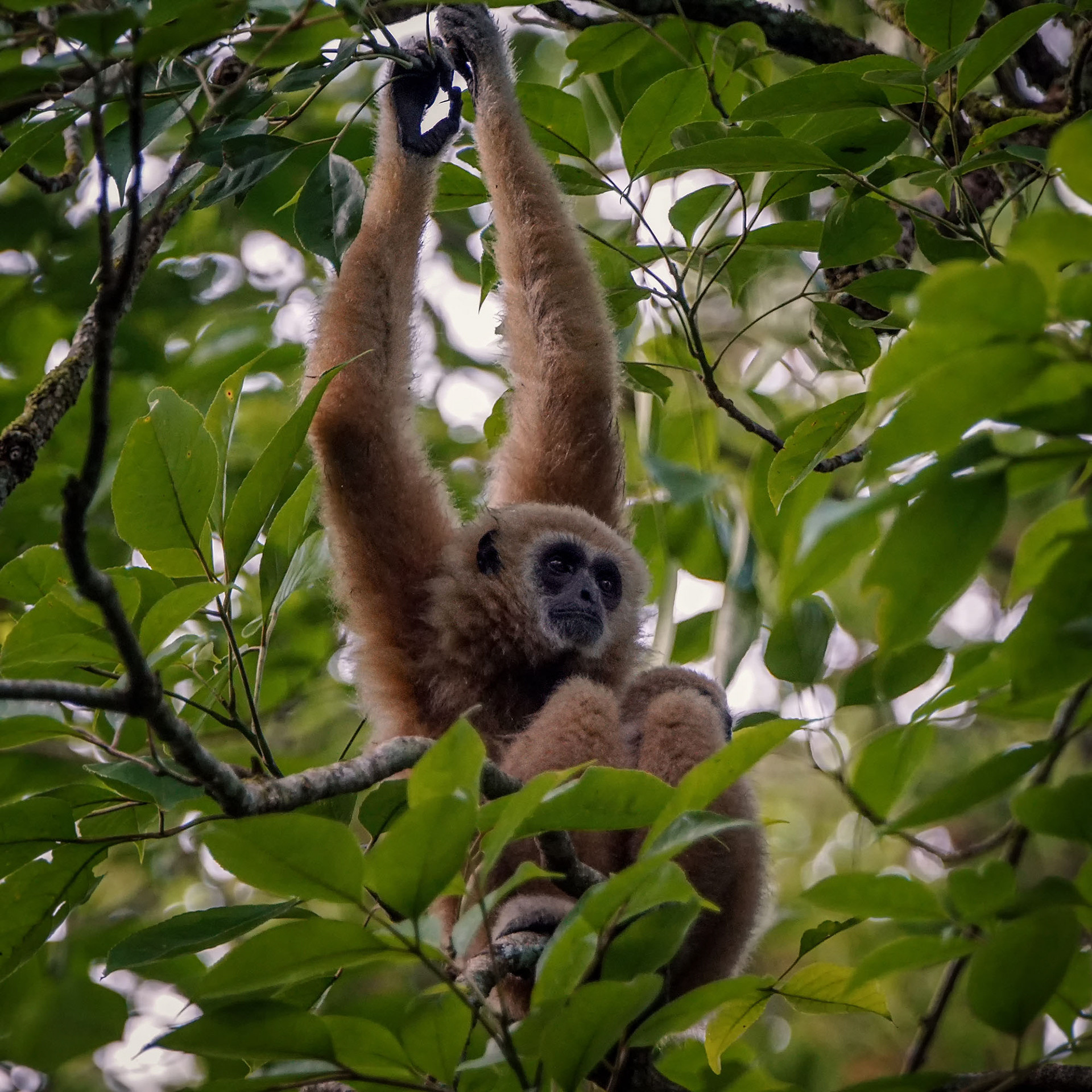 Weißhandgibbon (Lar)