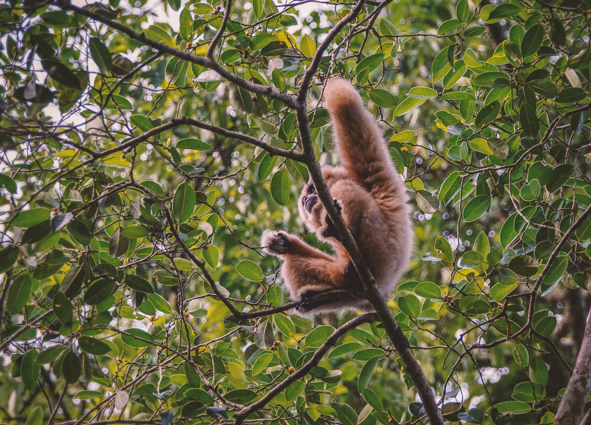 Weißhandgibbon (Lar)