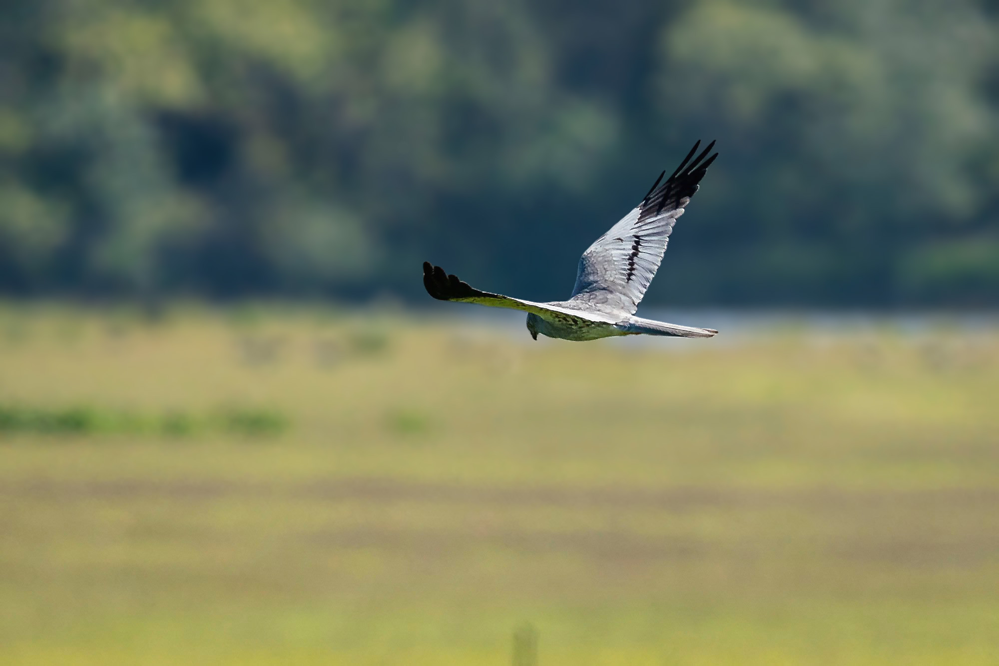 male