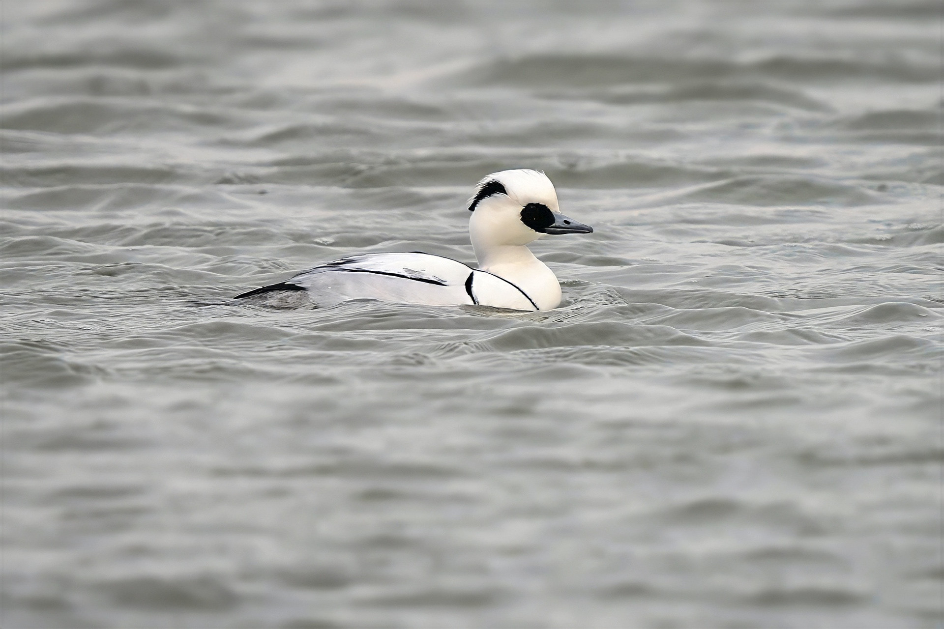 male