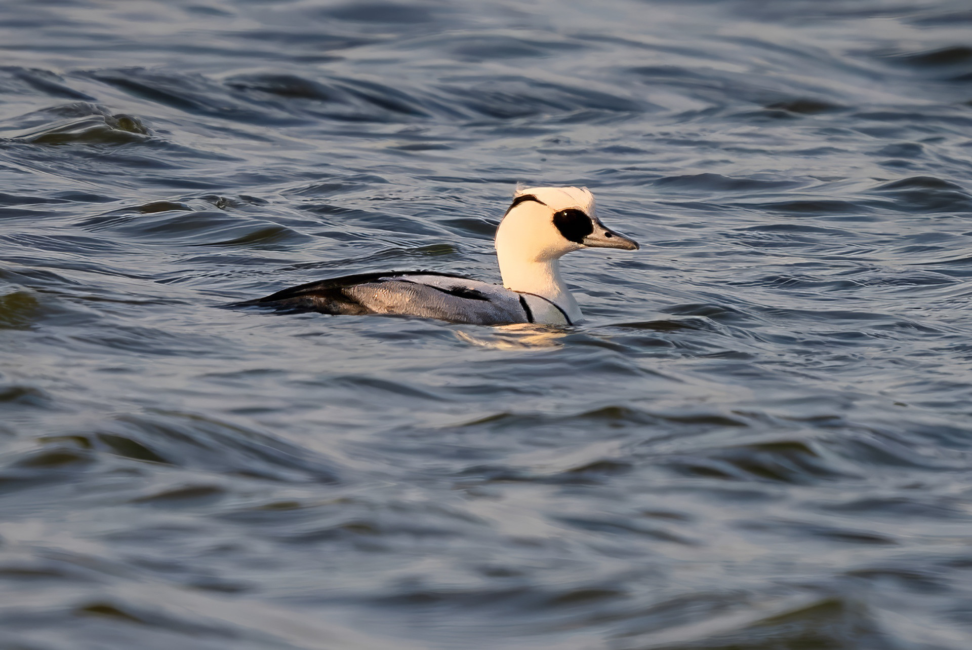 male