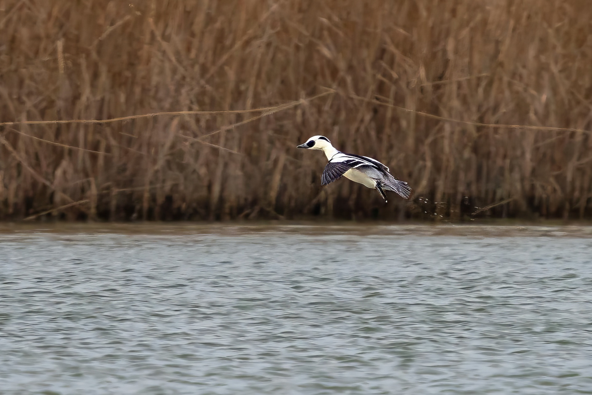 male