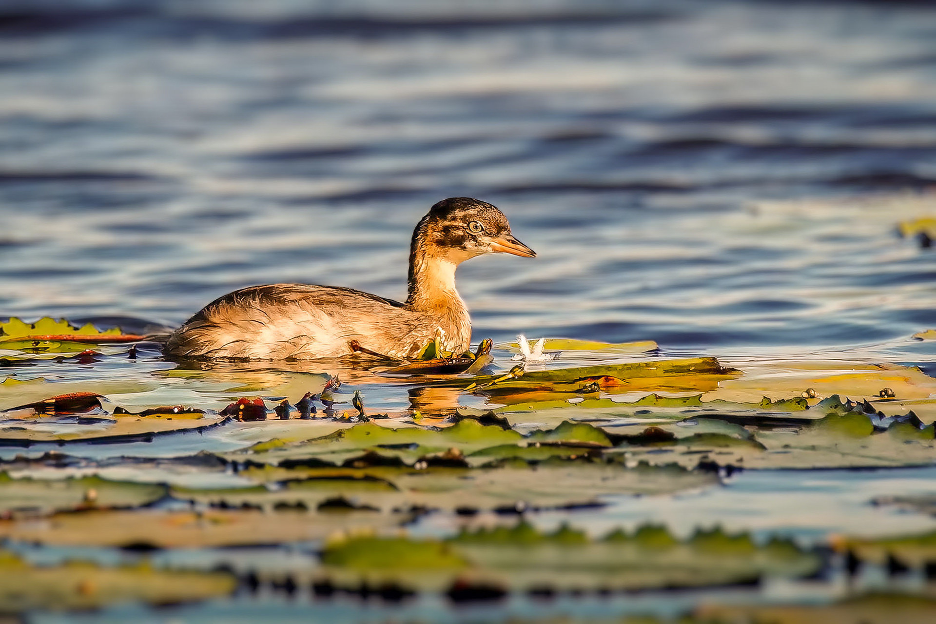 juvenile