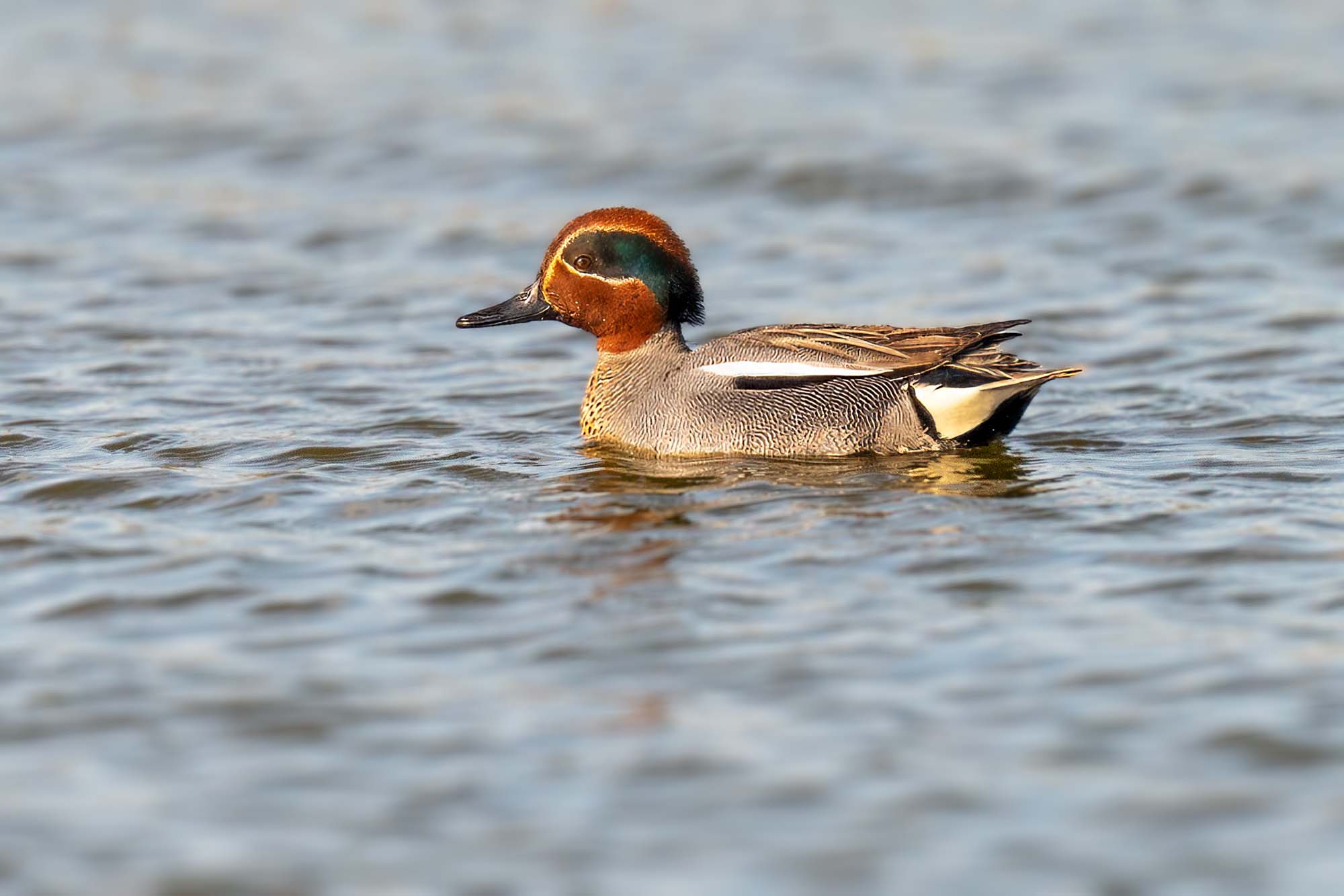 male