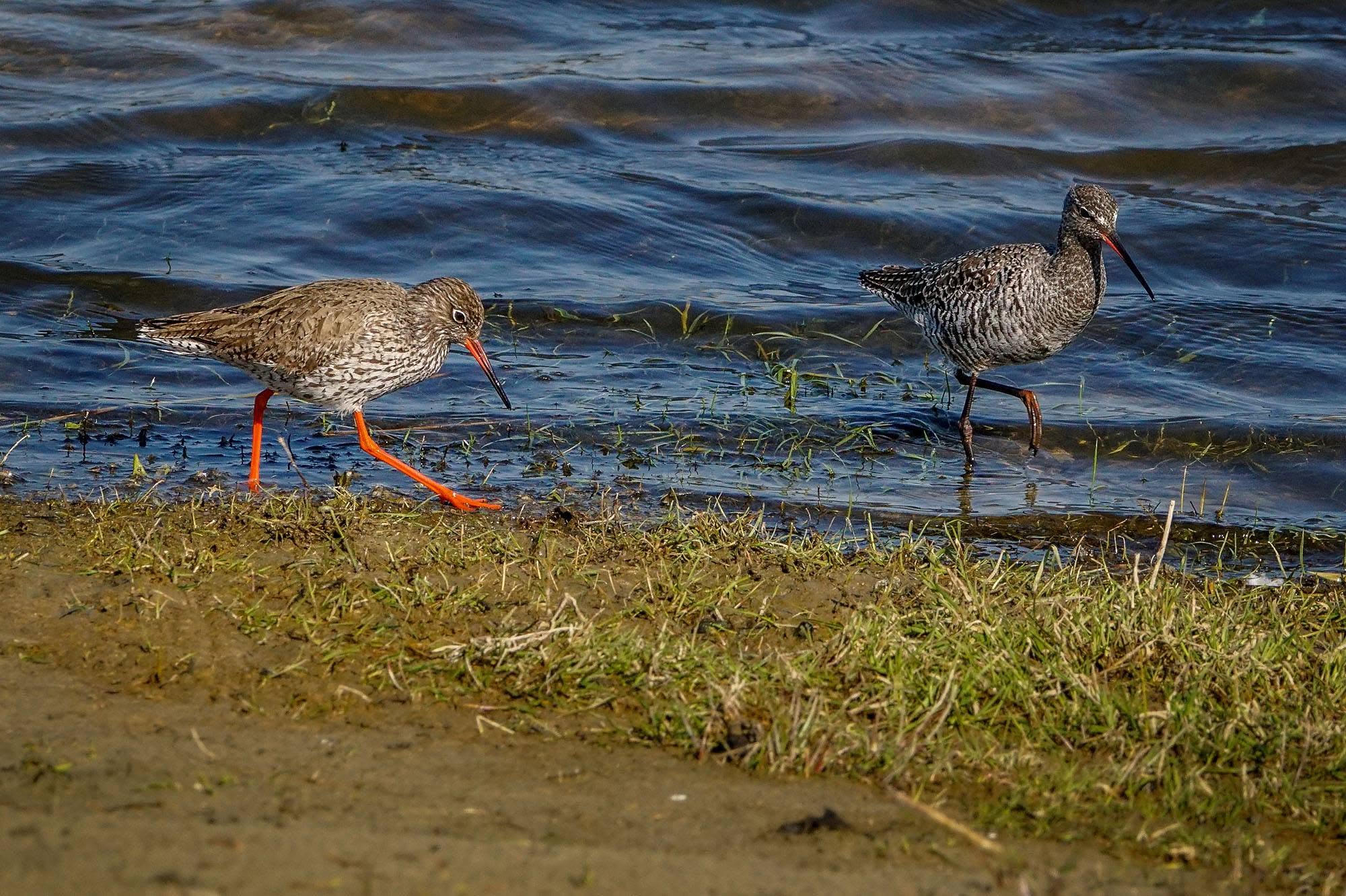 Dunkler Wasserläufer mit Rotschenkel