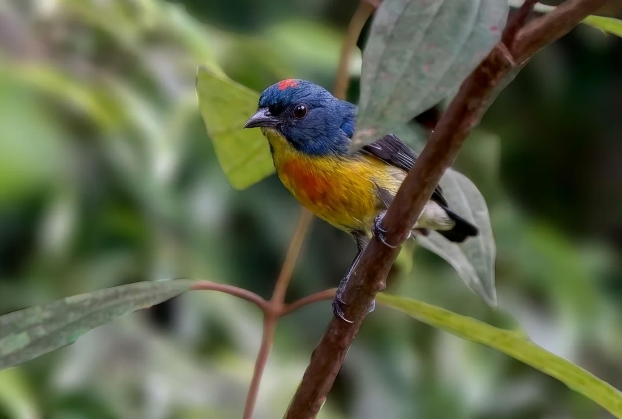 male