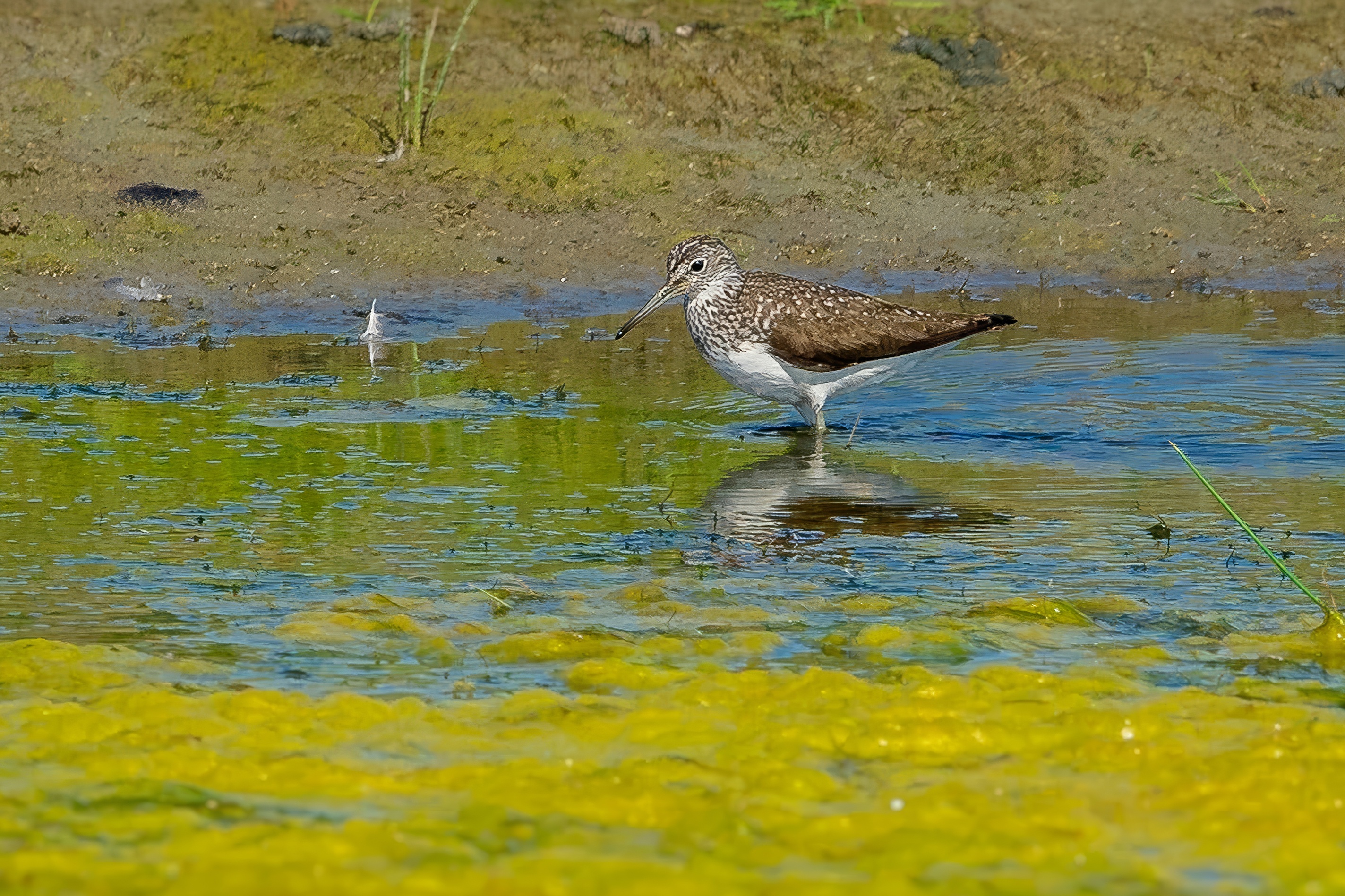 Waldwasserläufer